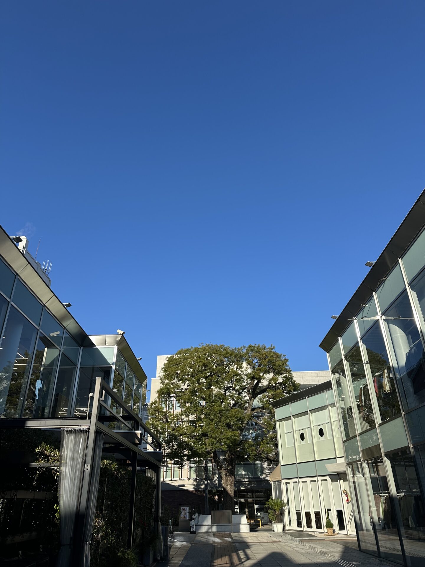 DIFINOが25年目を迎えました