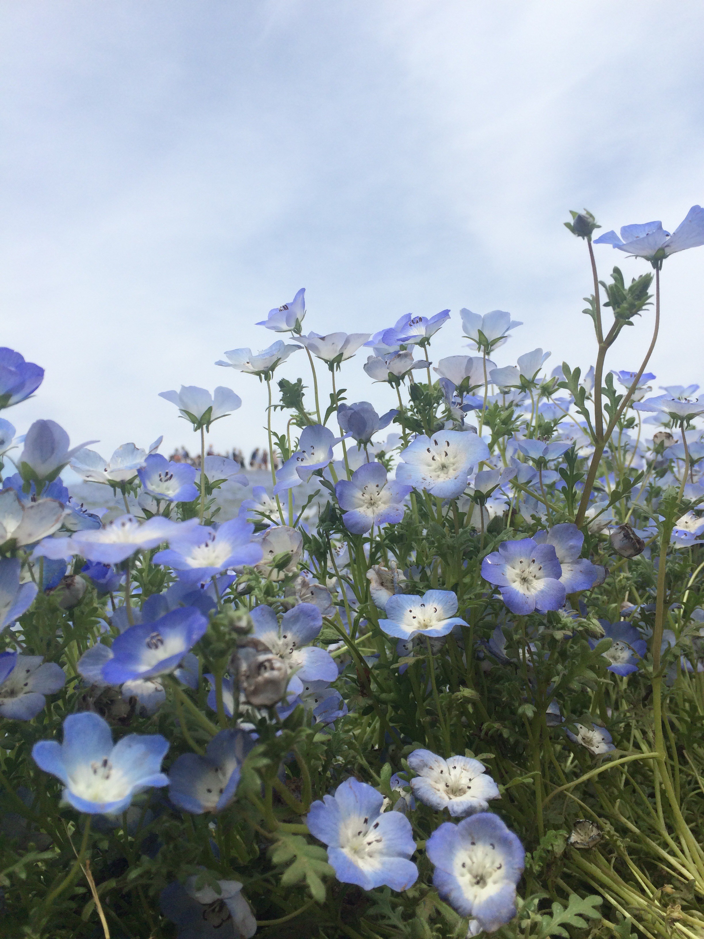 国営ひたち海浜公園 ネモフィラ