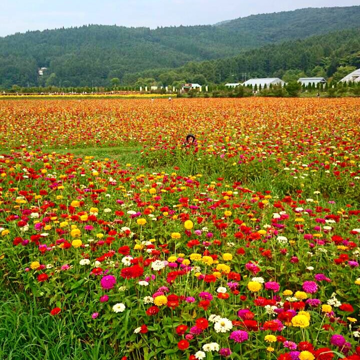 夏休み頂いてます。