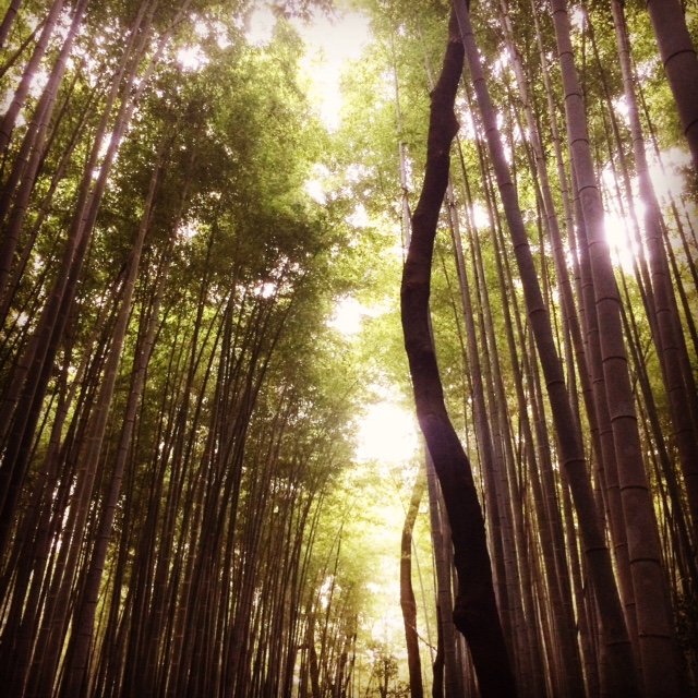 先日お休みいただき京都に行ってきました