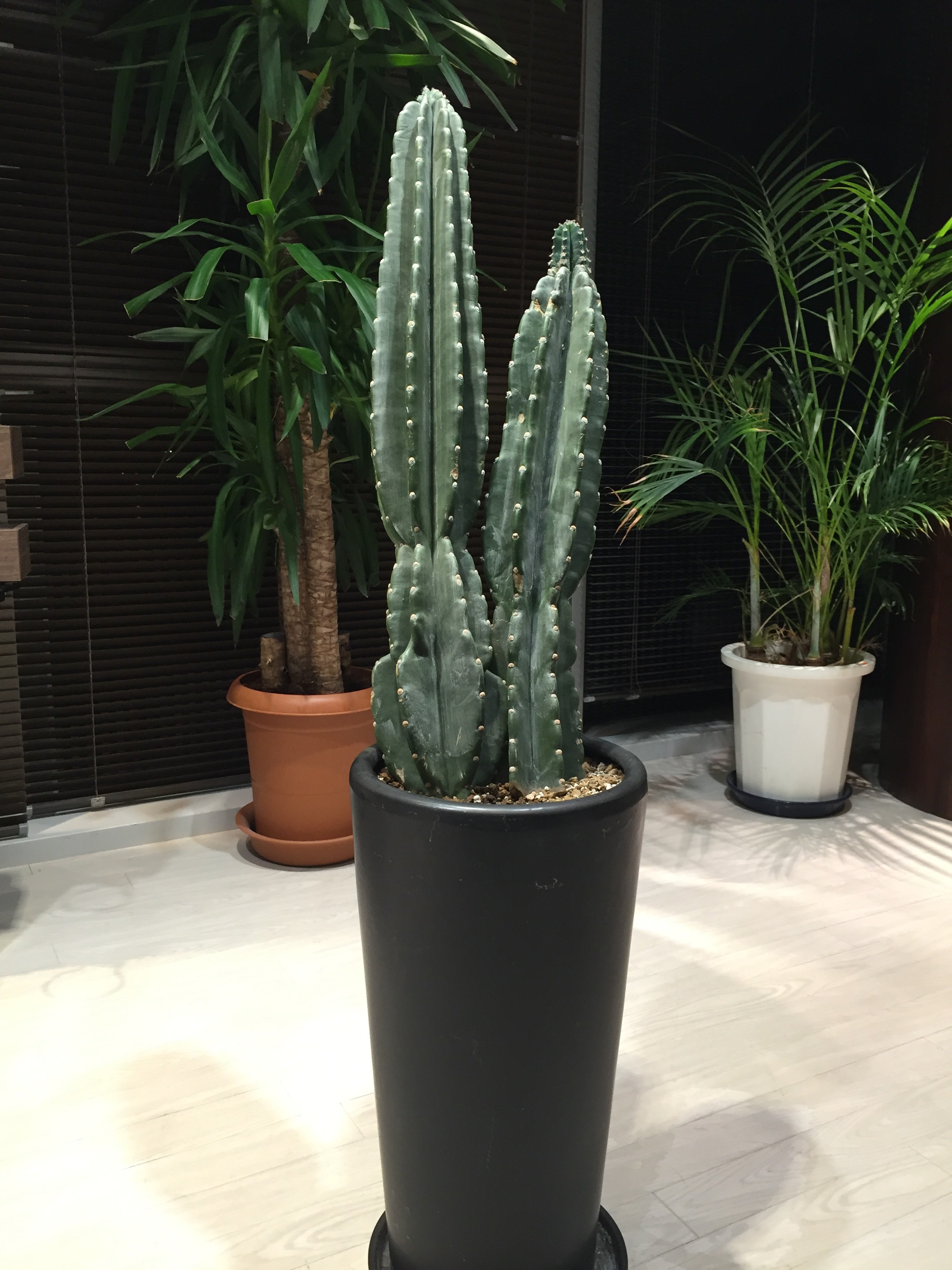 サボテンの話♪