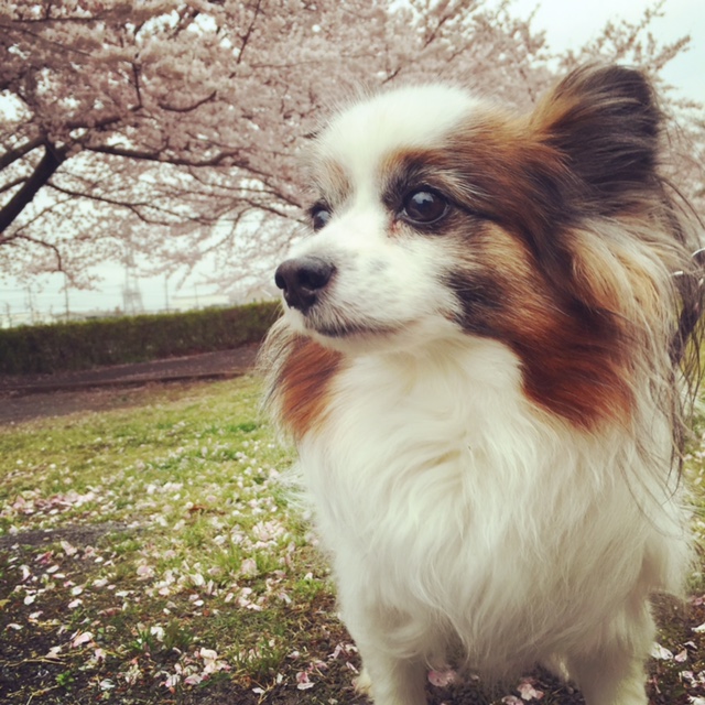 春らしくさっぱり切りました♪