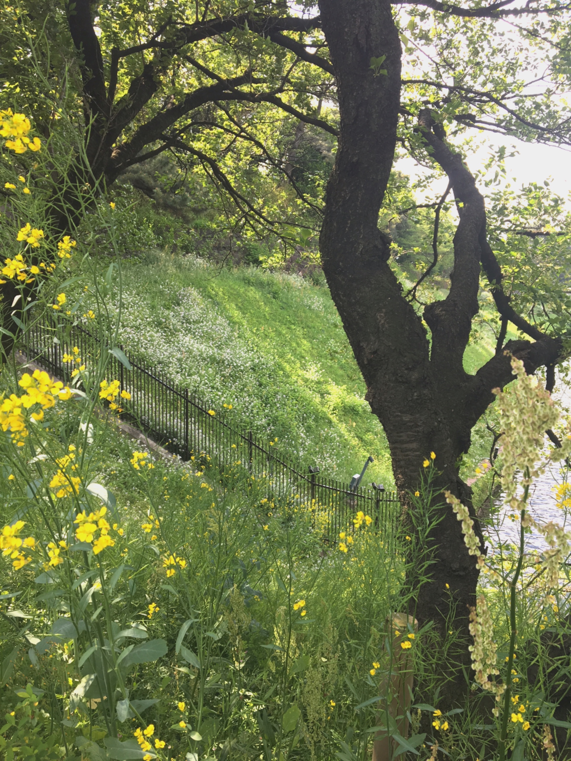 休日の朝に皇居ランニング★