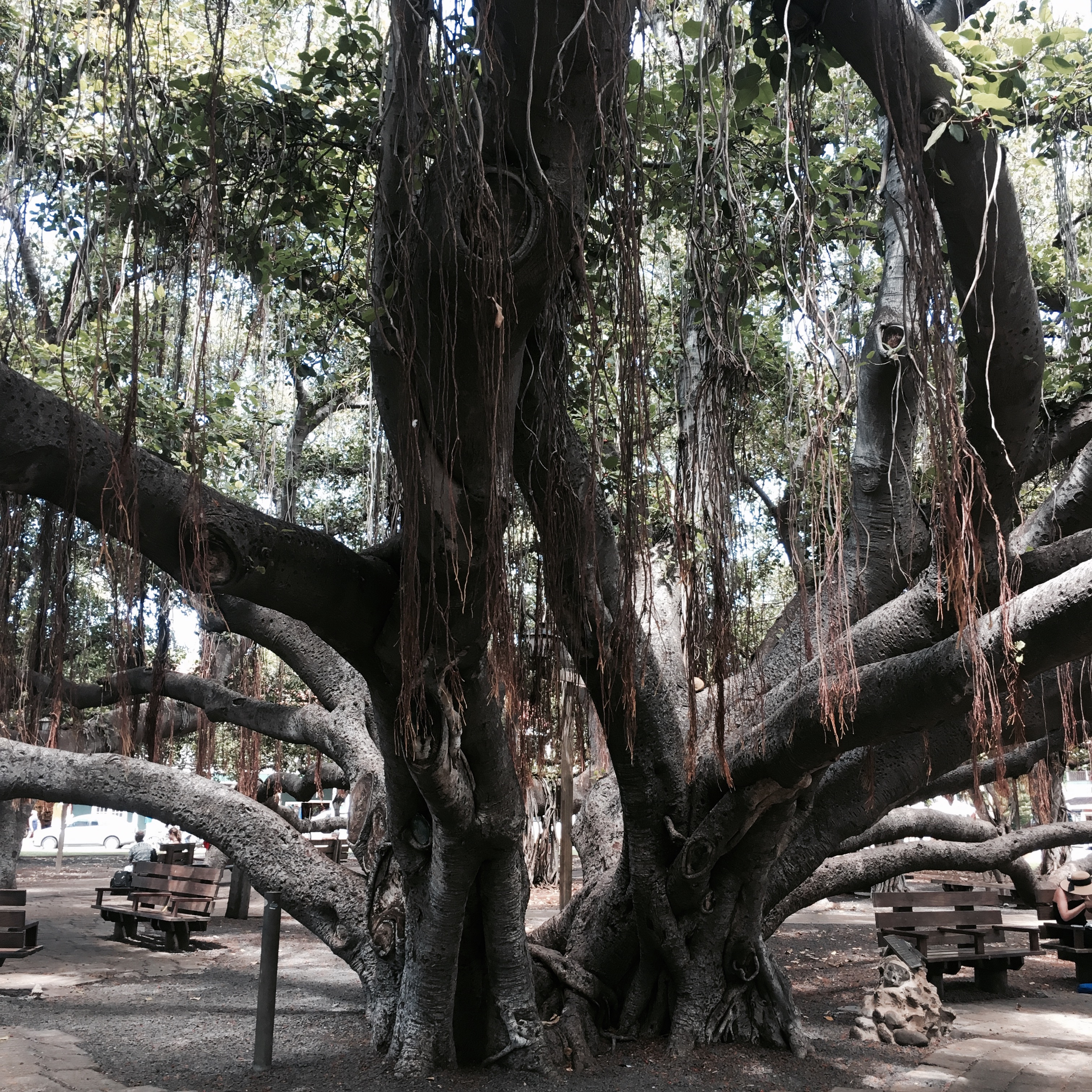 ぼくの夏休み〜ハワイの旅〜