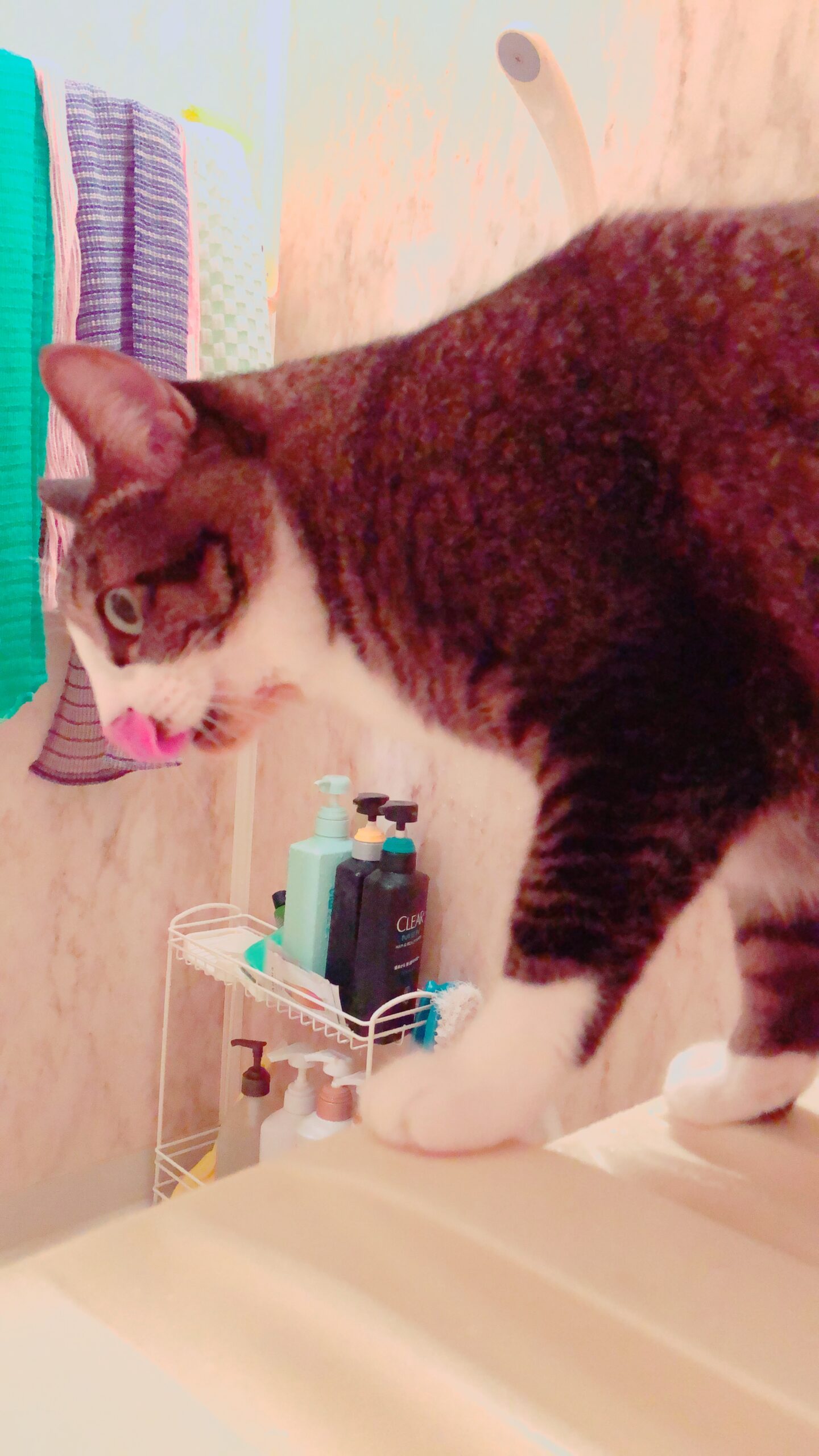 モデルさんメンテナンス！