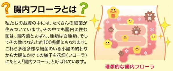 腸内フローラでアンチエイジング