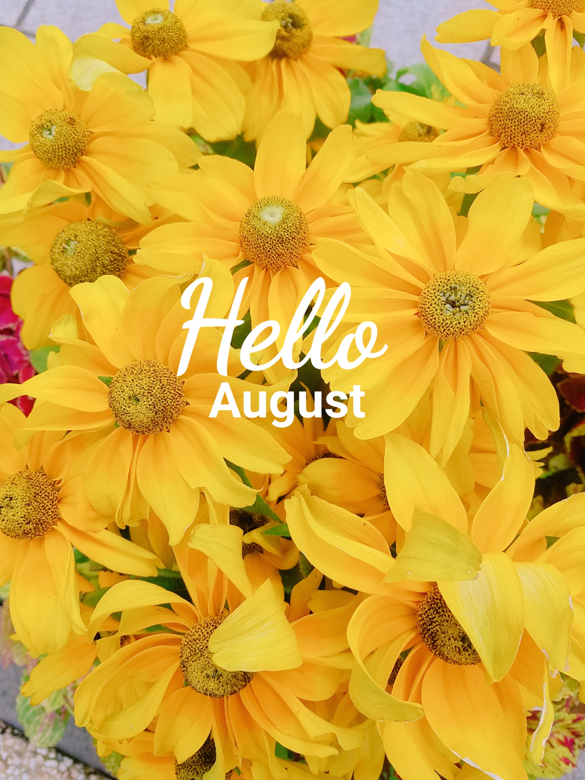 DIFINOaoyama 夏休みスケジュール