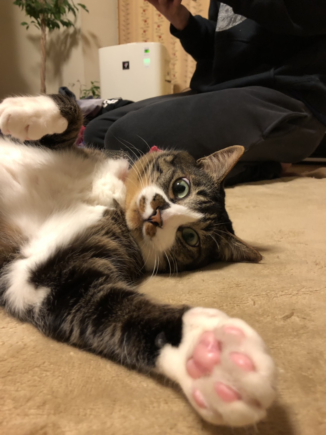 1年目とDIFINOのアイドル美来さん