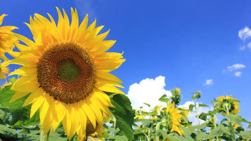 夏休み開始しました🌻