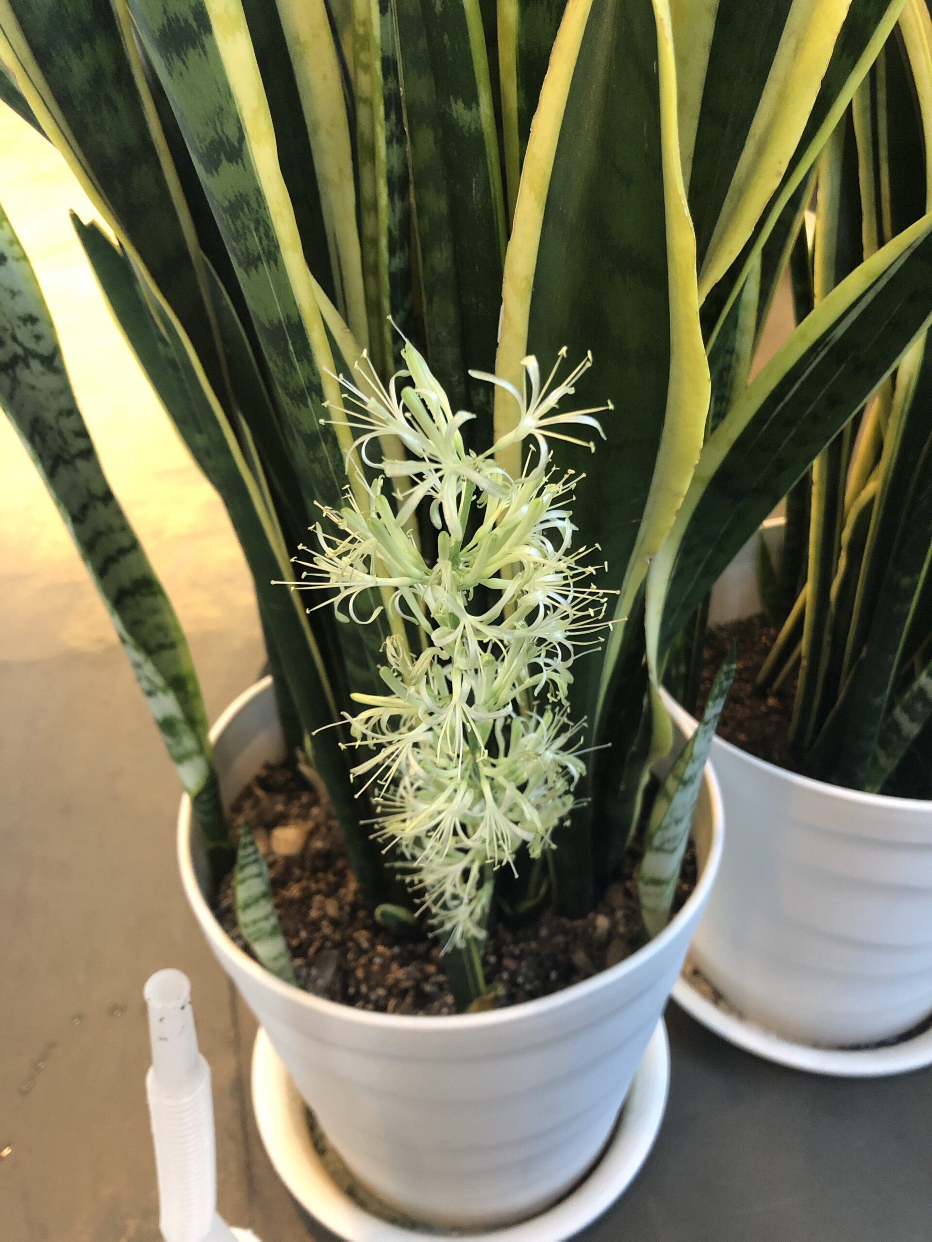 サンスベリアの花