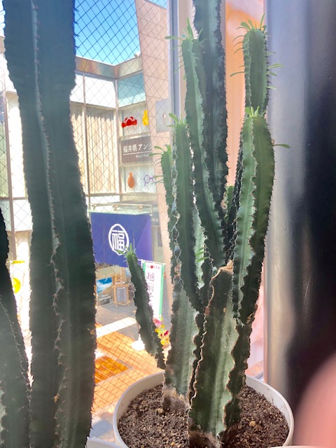 お店のグリーンには愛を込めて♪