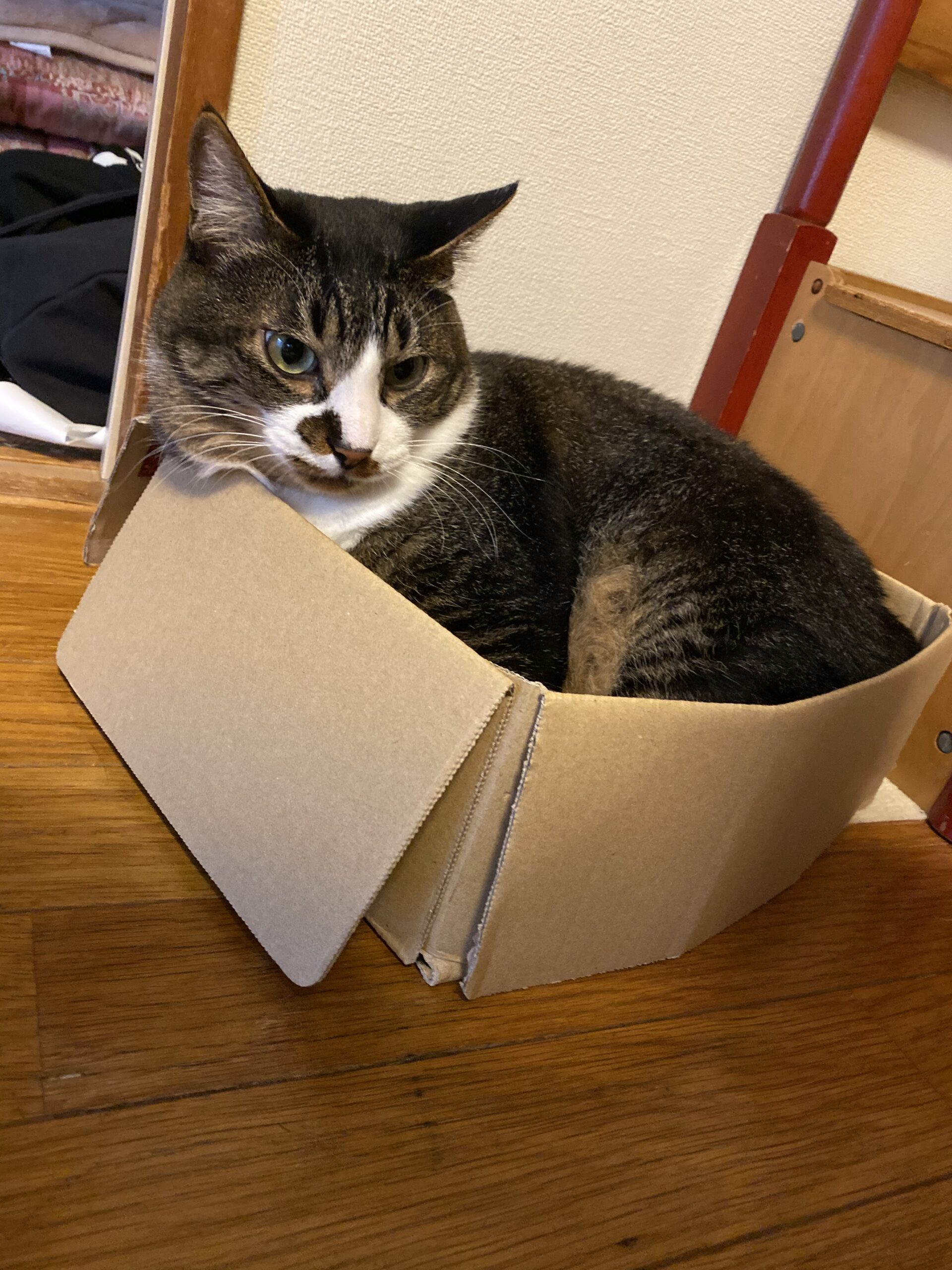 秋っぽいカラー🍂🍁