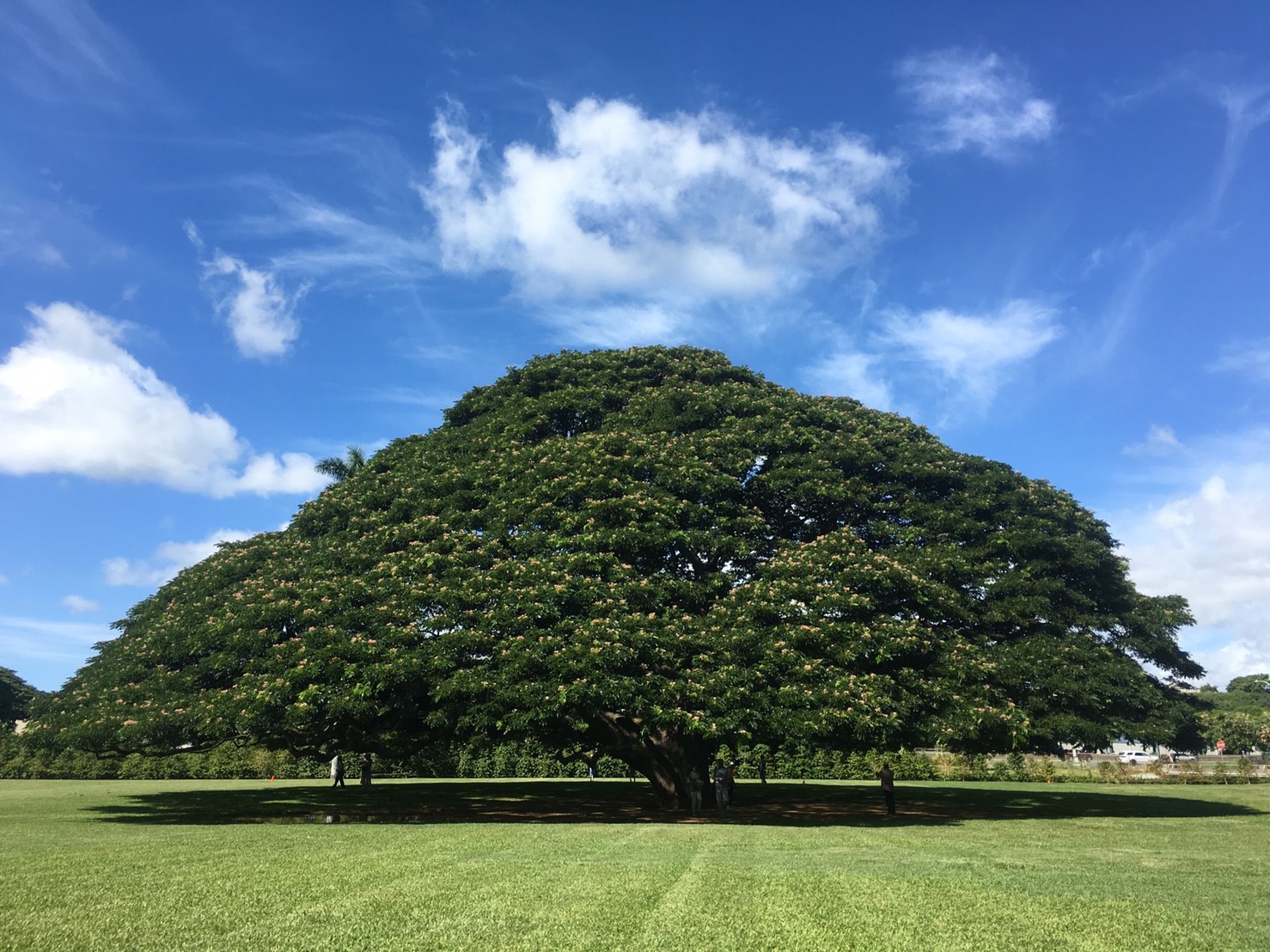 お客様の声から　作ってみました。