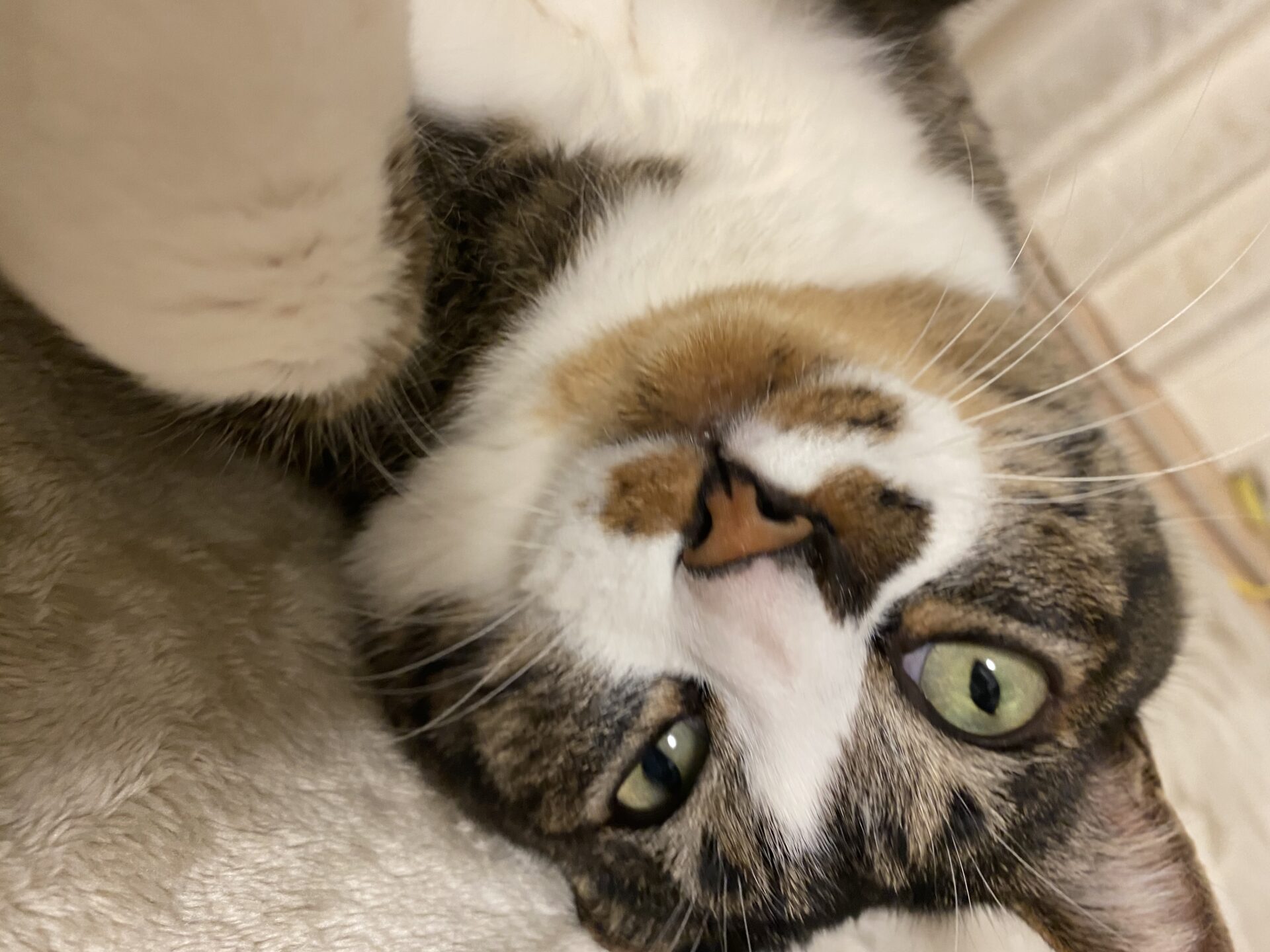 レイヤーカット