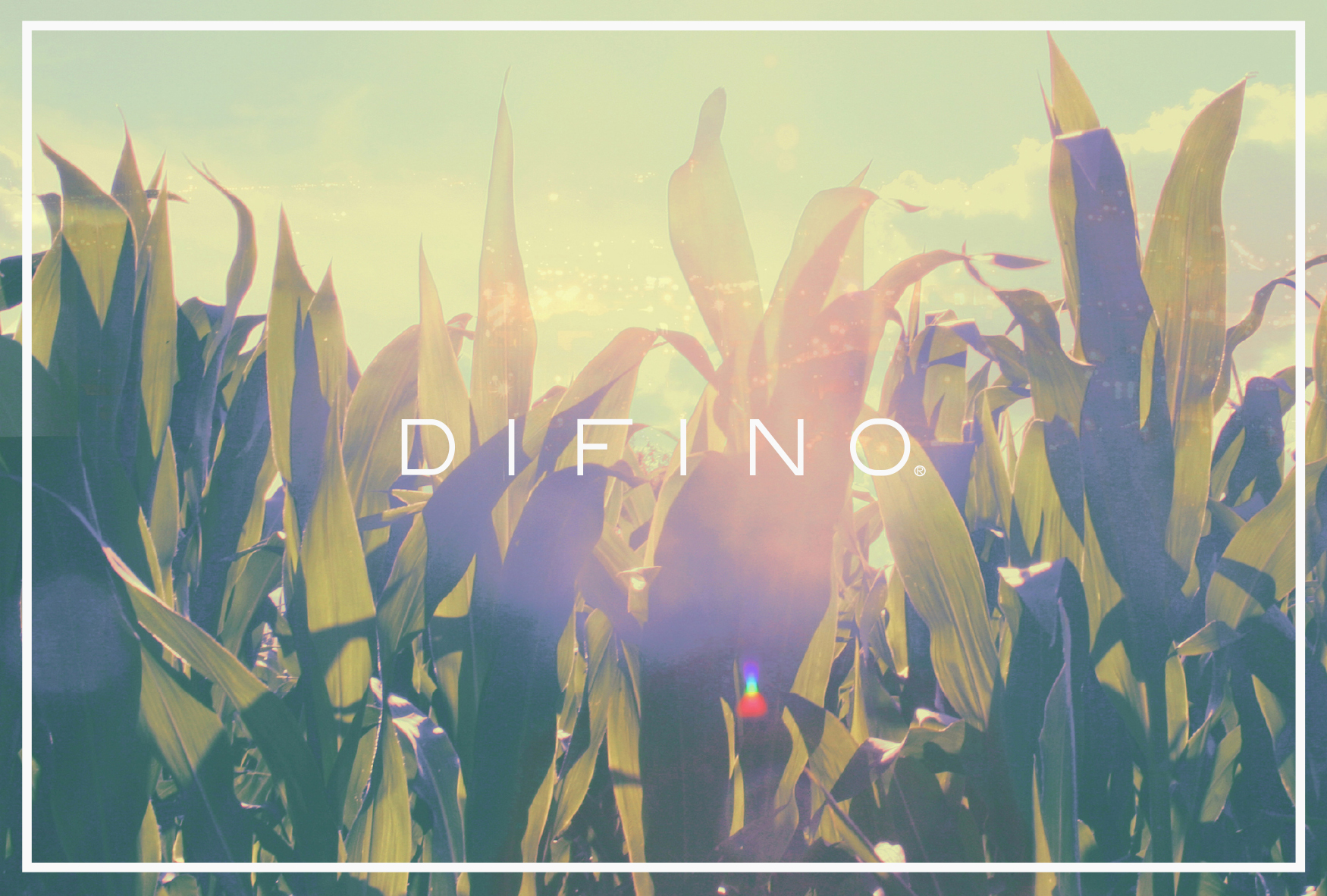 お店の植物のメンテナンス♪