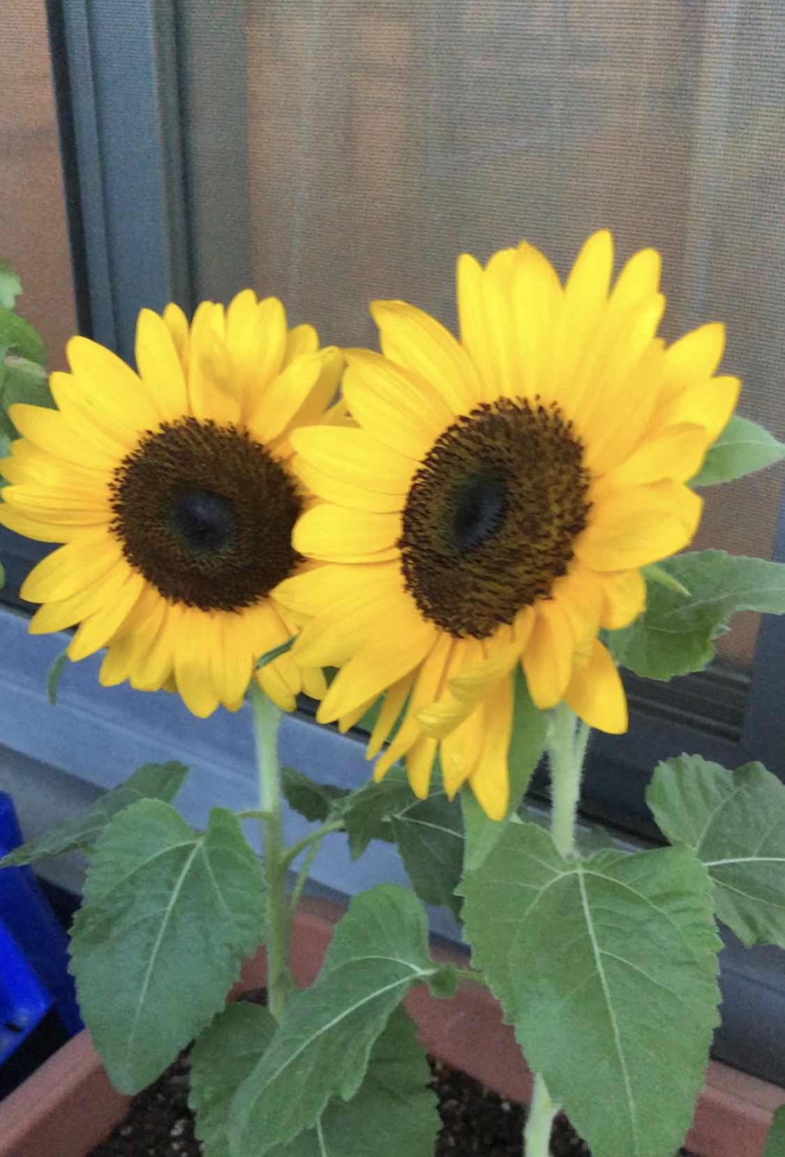 体調管理の一環で始めたランニング