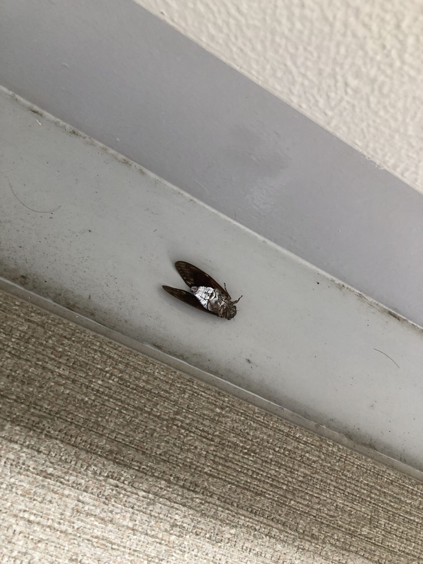 夏の終わりに、髪を綺麗をできるだけ・・・