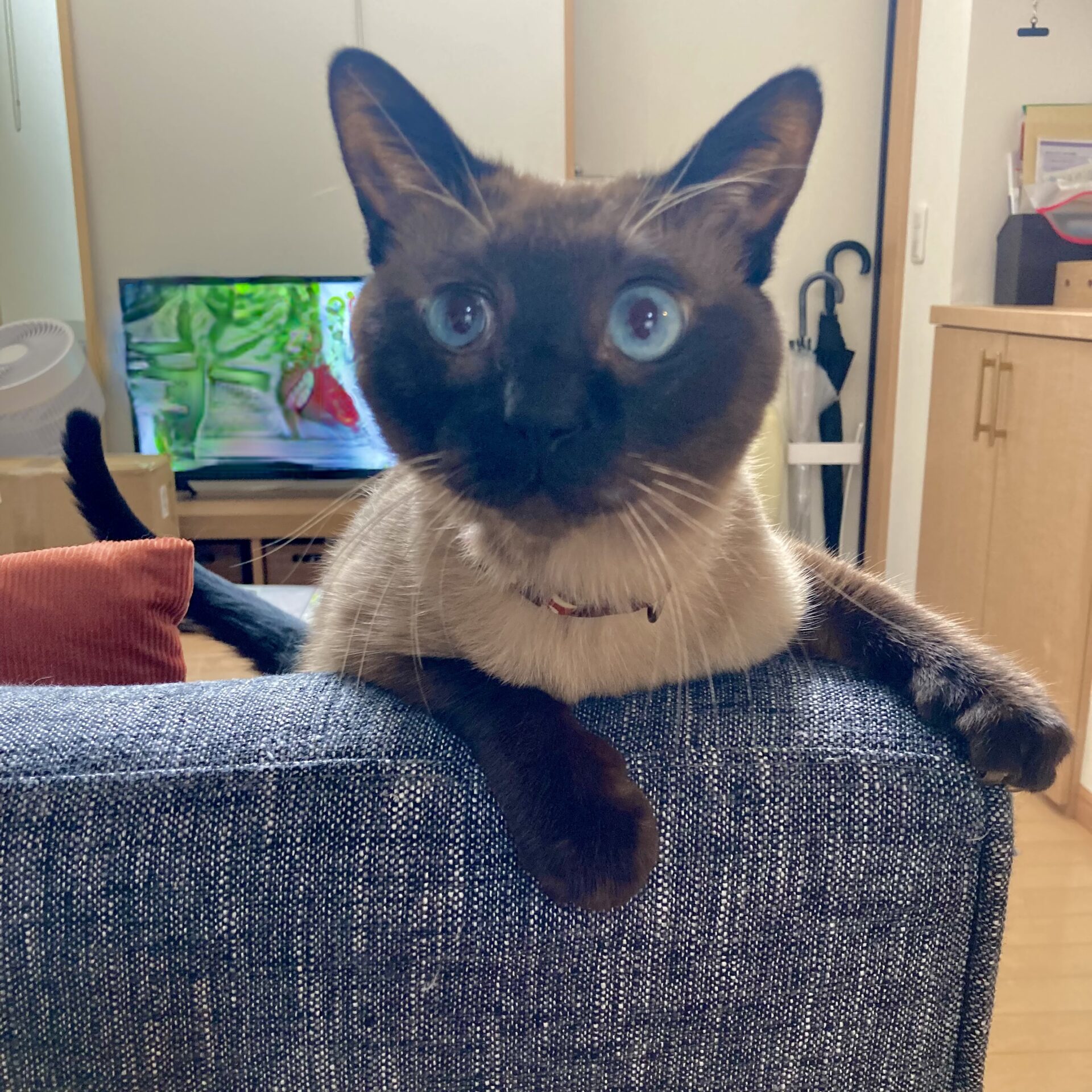 明日から夏休みのお知らせ