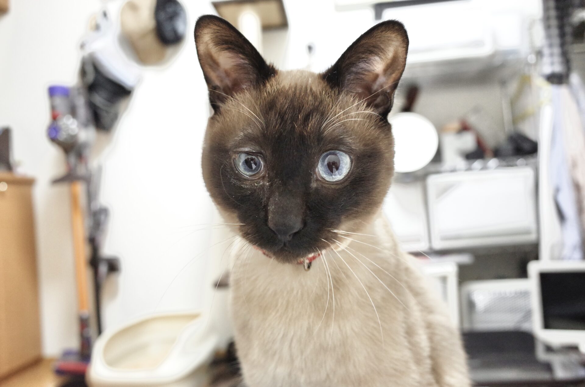 いい買い物♫（猫用品）