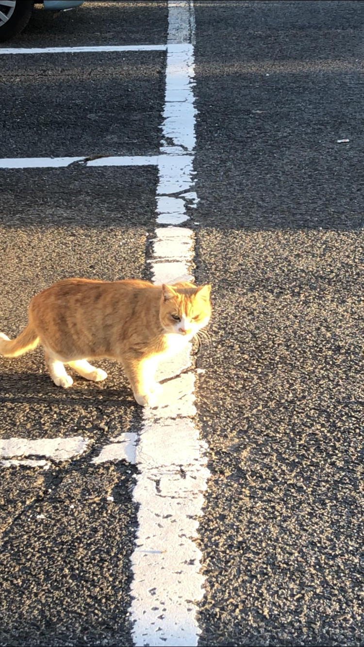 今年もよろしくお願いします🐯💛