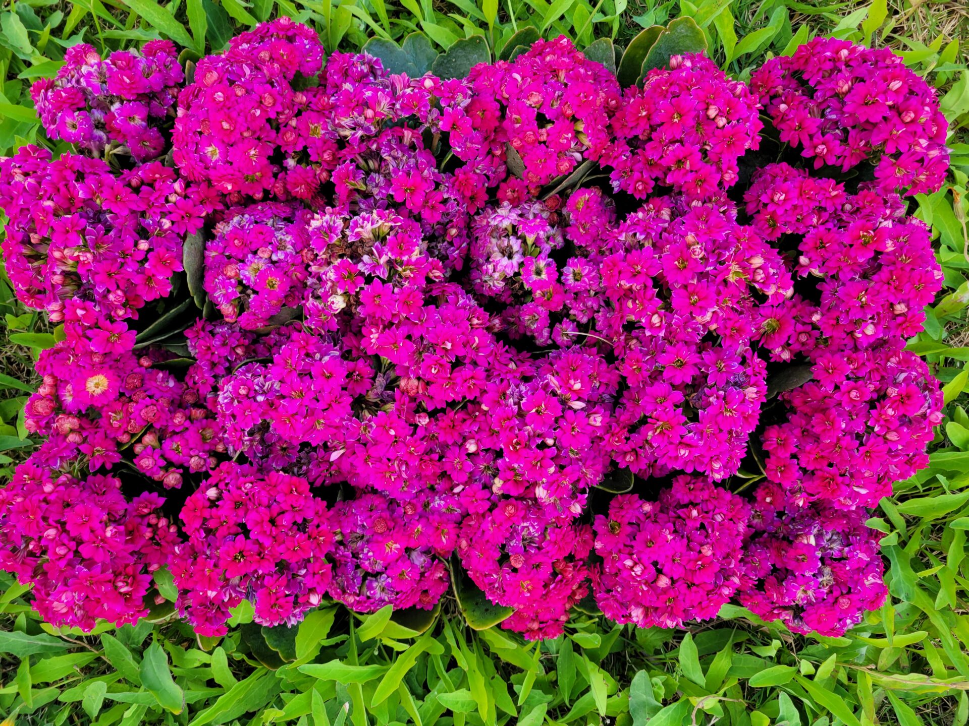 青山フラワーマーケット/ティーハウスがオープンします！！