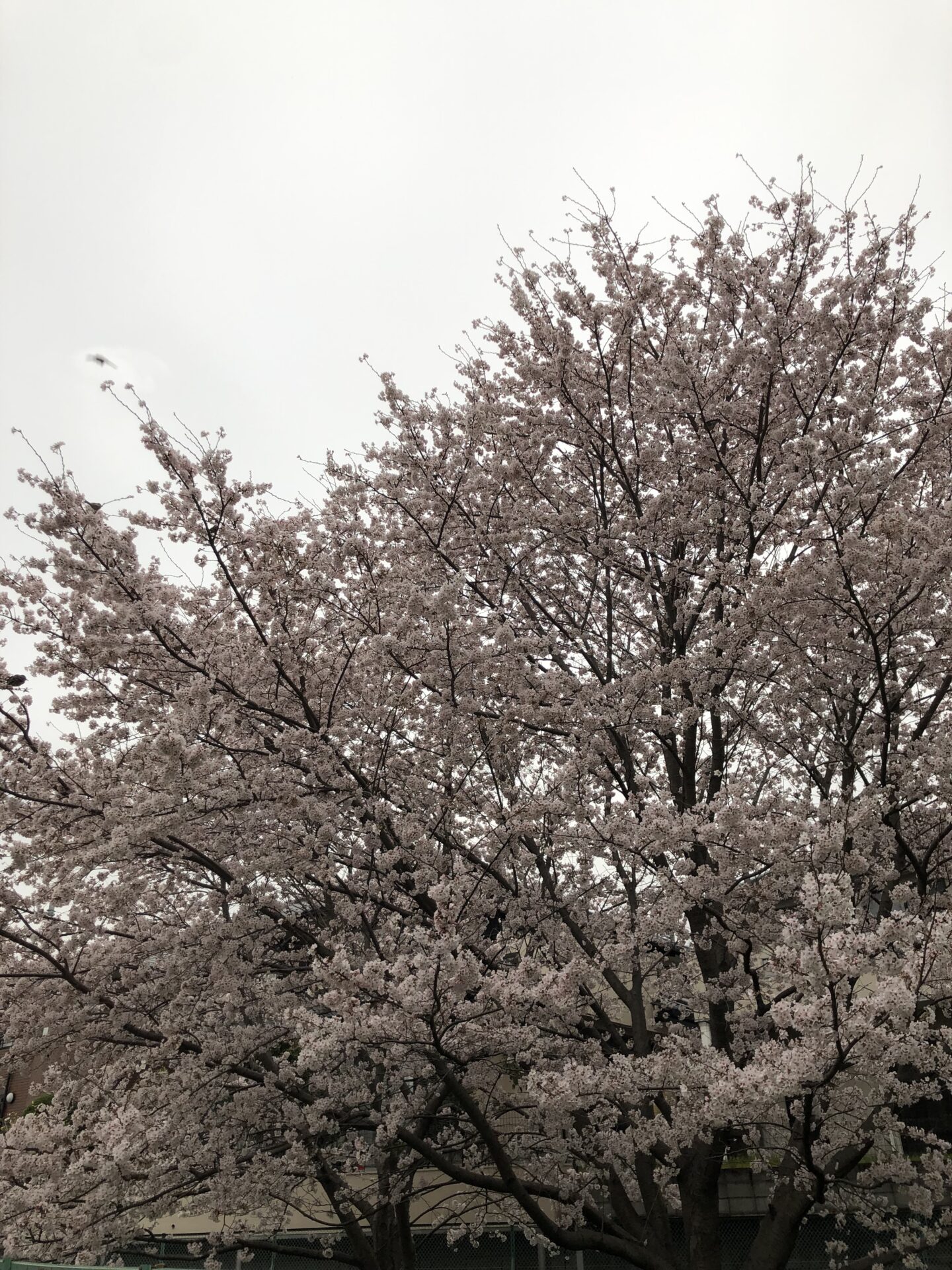 表参道の美容室で子供もカット出来るの？