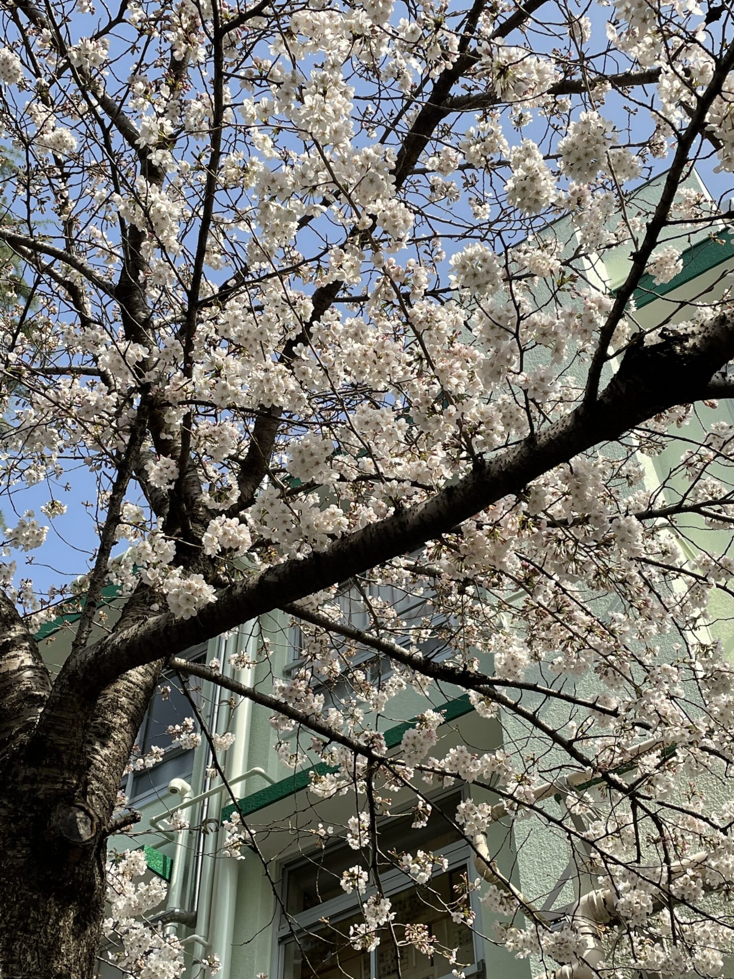 2年目になりました✿‪‪.ᐟ‪.ᐟ