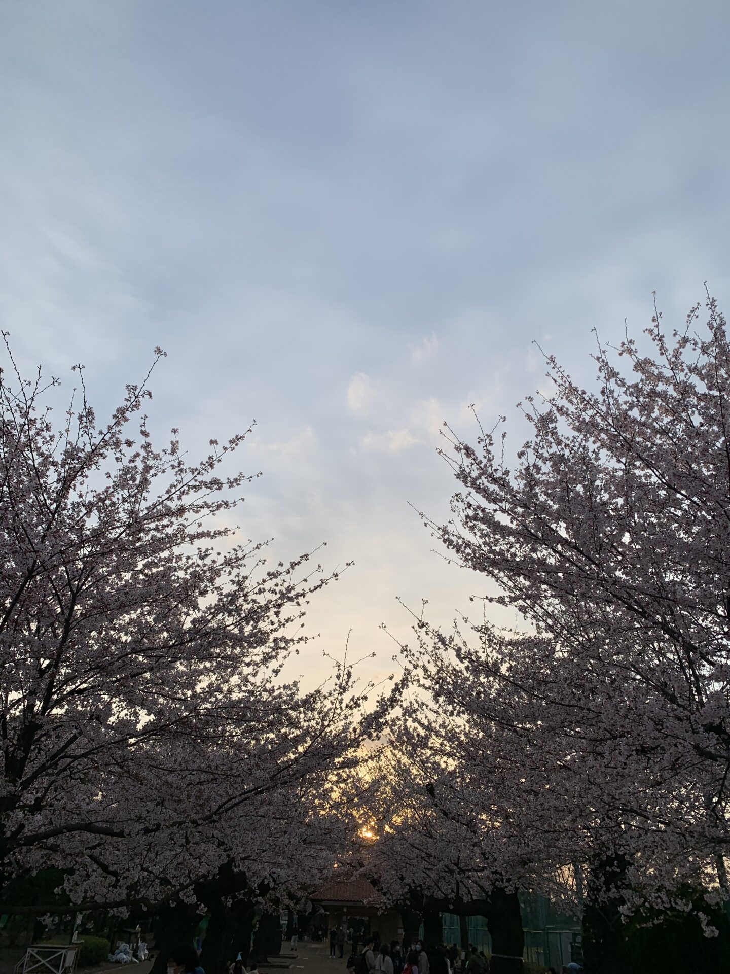 グリーンヘアカラー☆