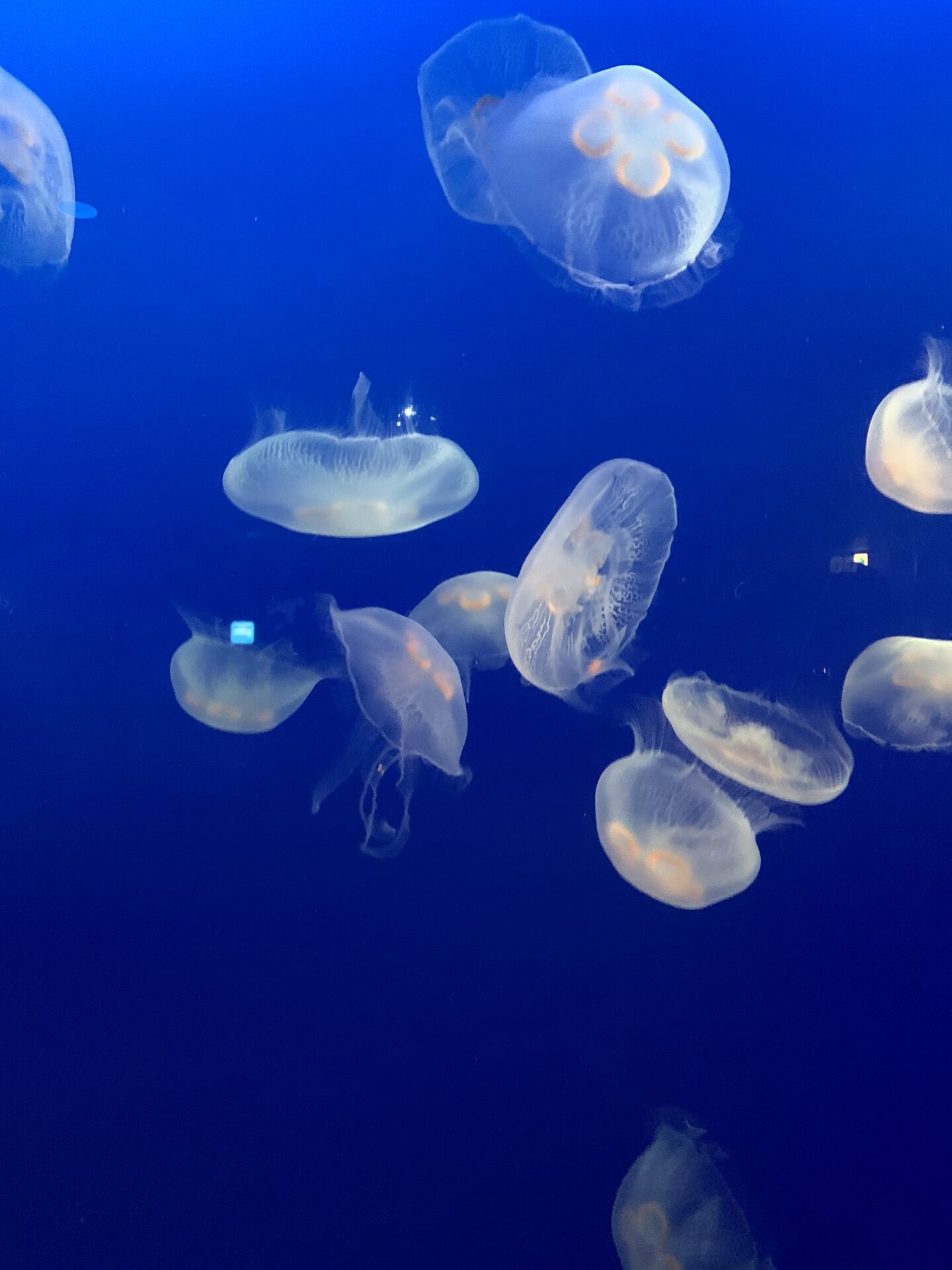 山岡紀子5月スケジュール