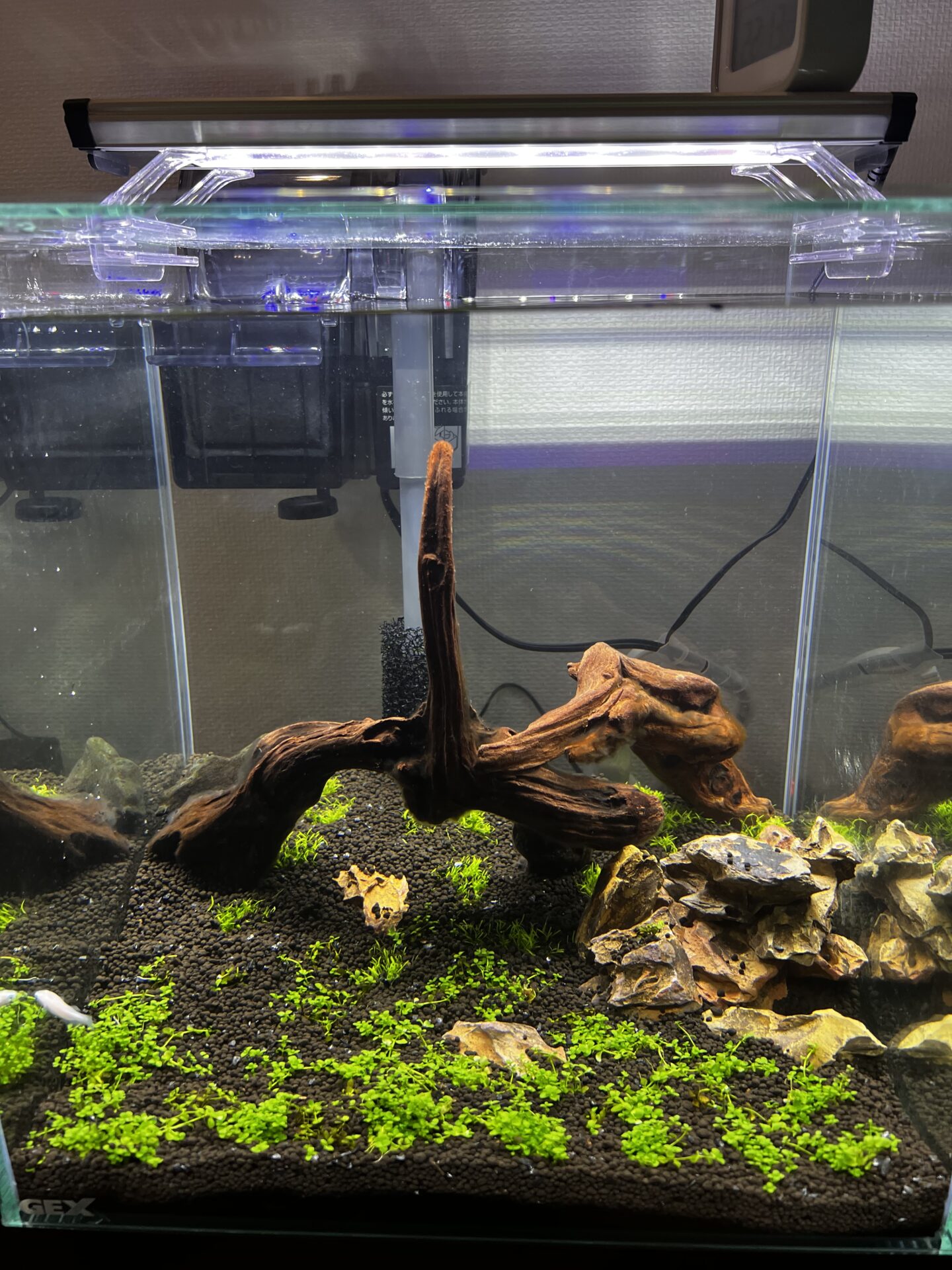 新しい趣味アクアリウム🐠