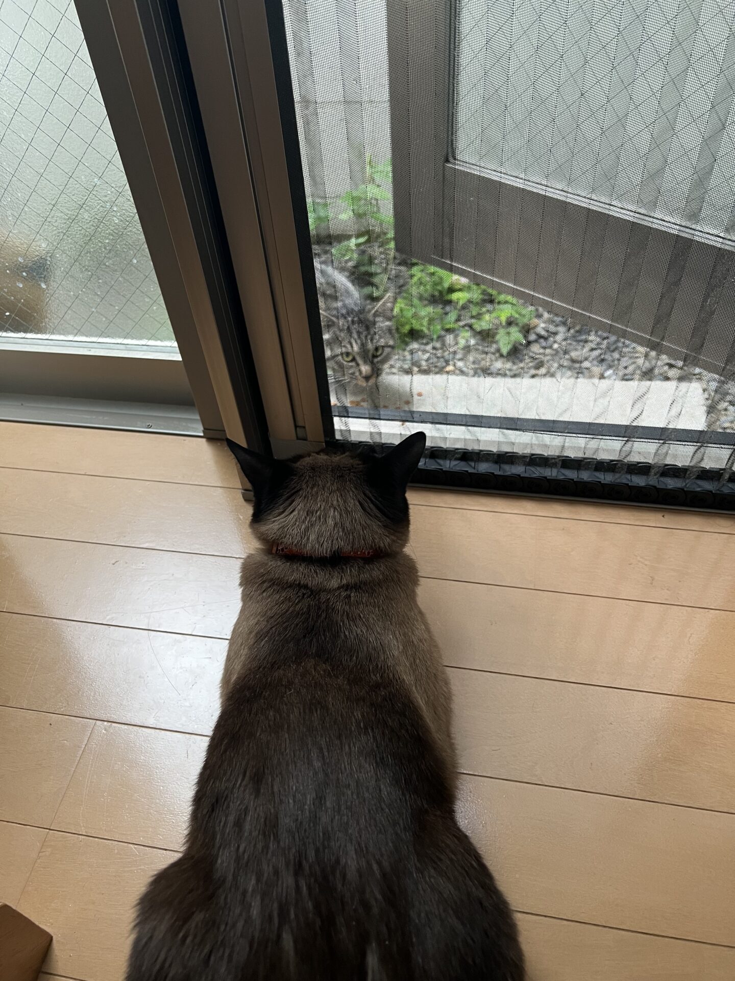 最近野良猫ちゃんが。。。