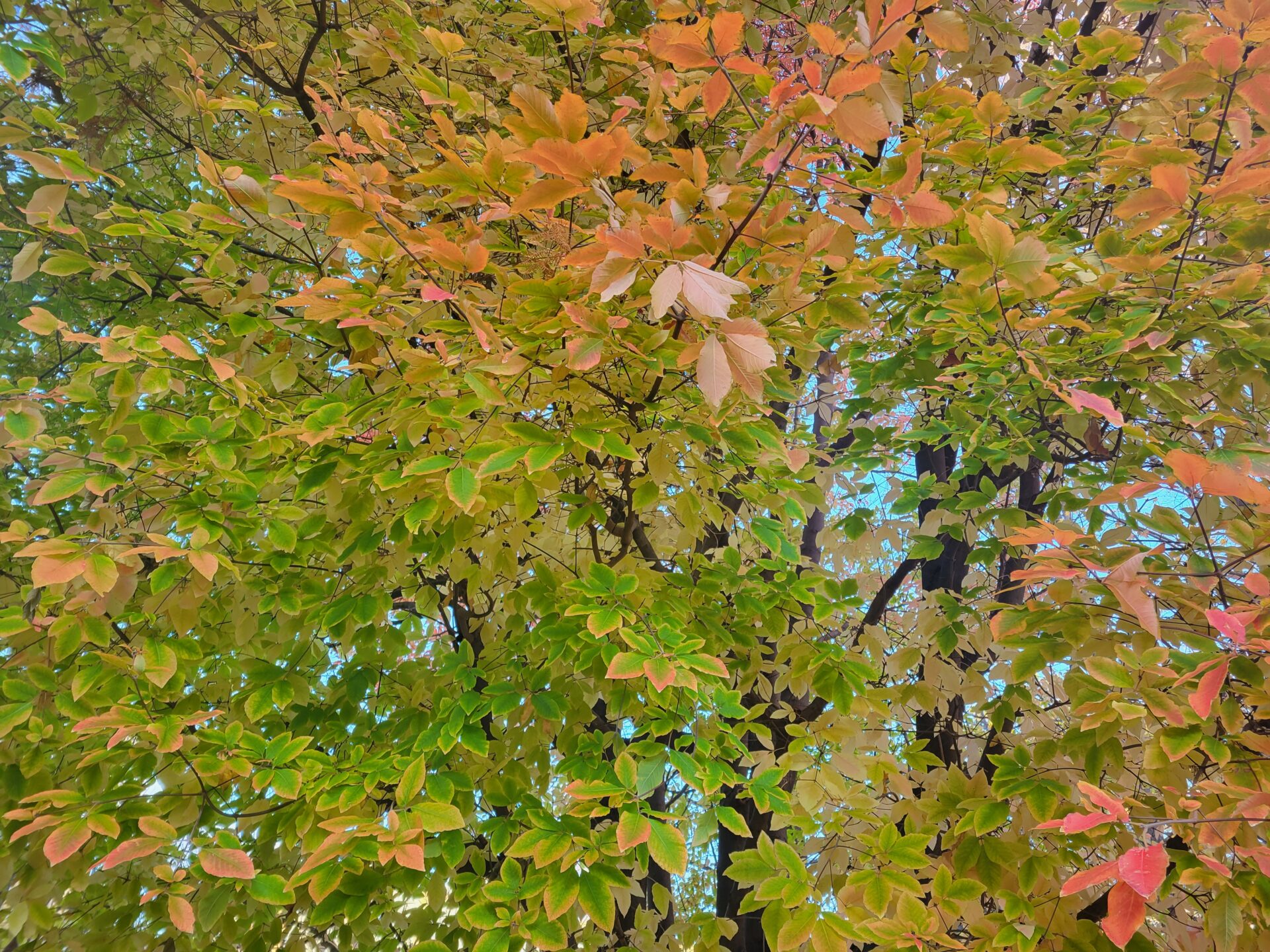 12月　週末＆最終日 予約混雑最新状況