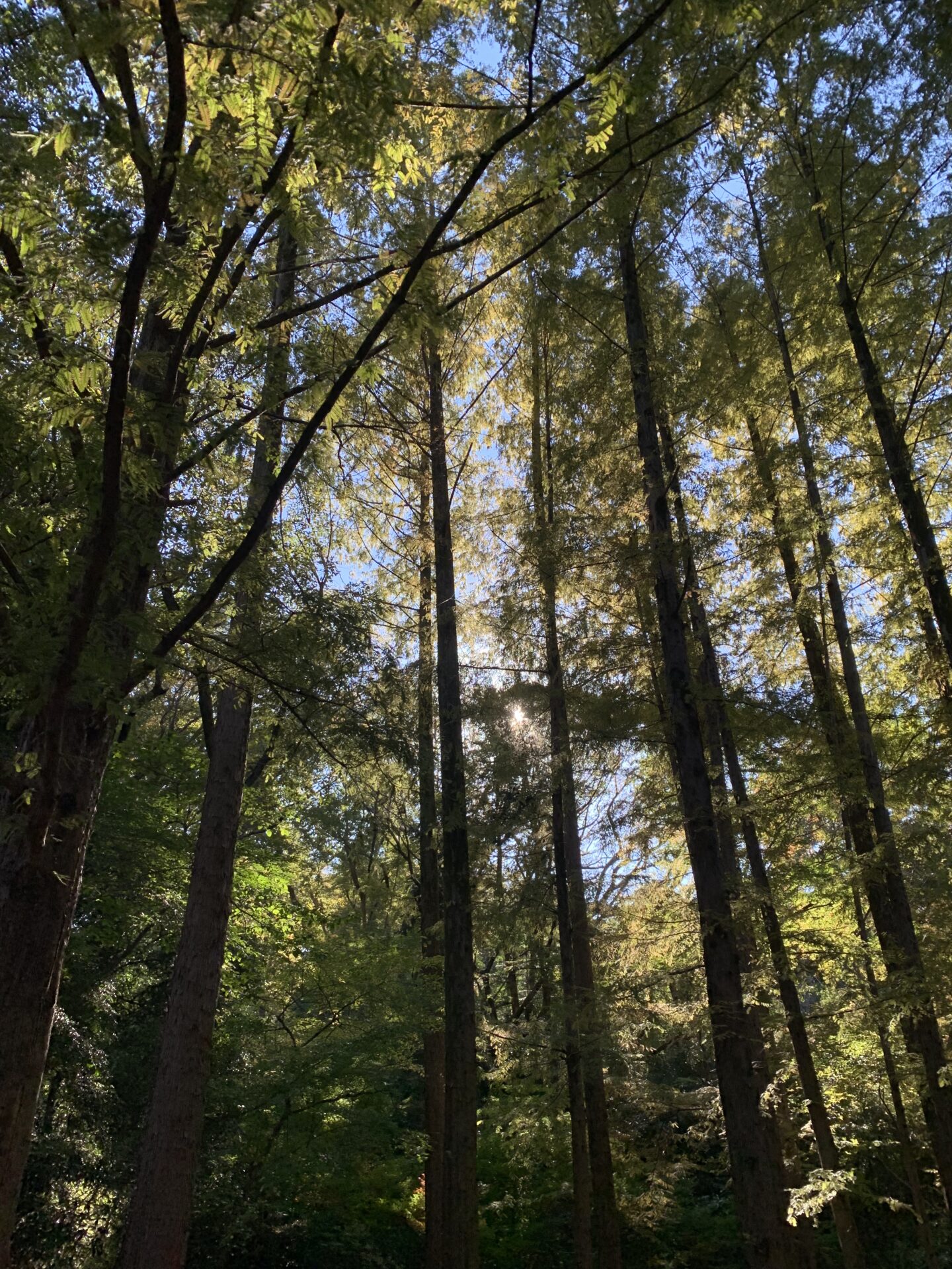 おすすめのボブ♡