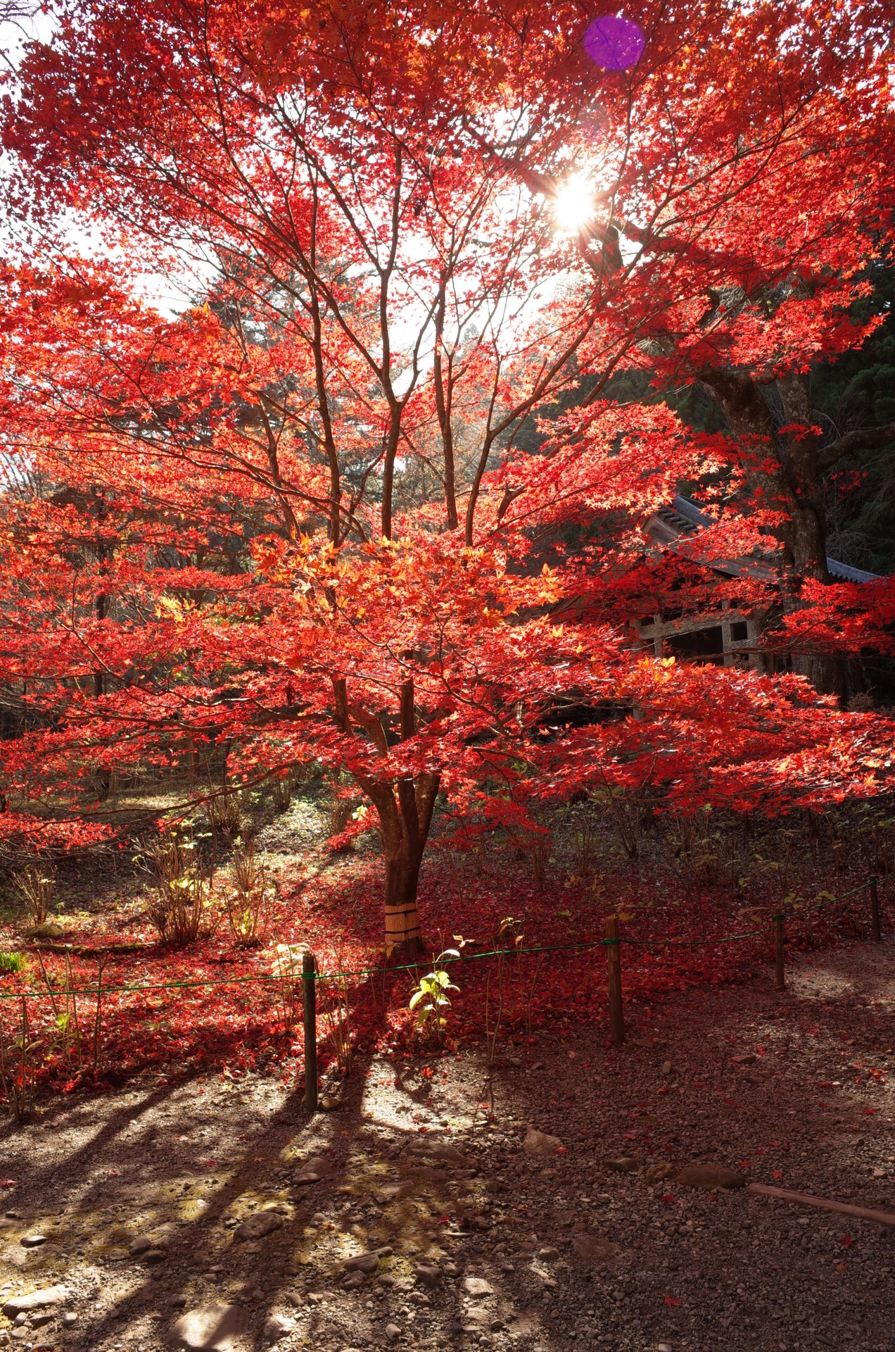 11月スタート！街が秋色に色づいてきました！