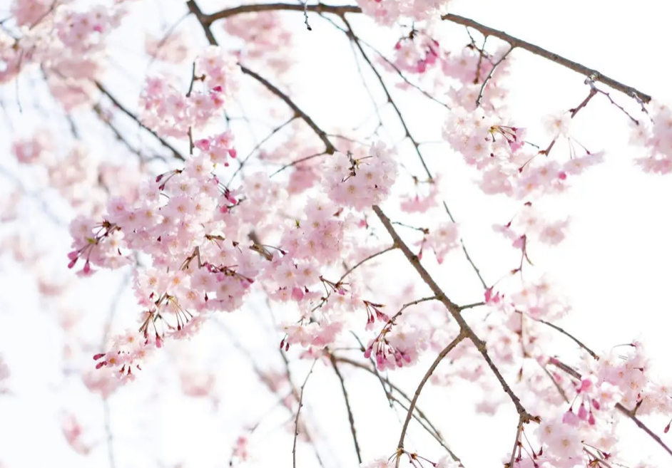 髪を切りたい季節新年度が始まるねぇ〜