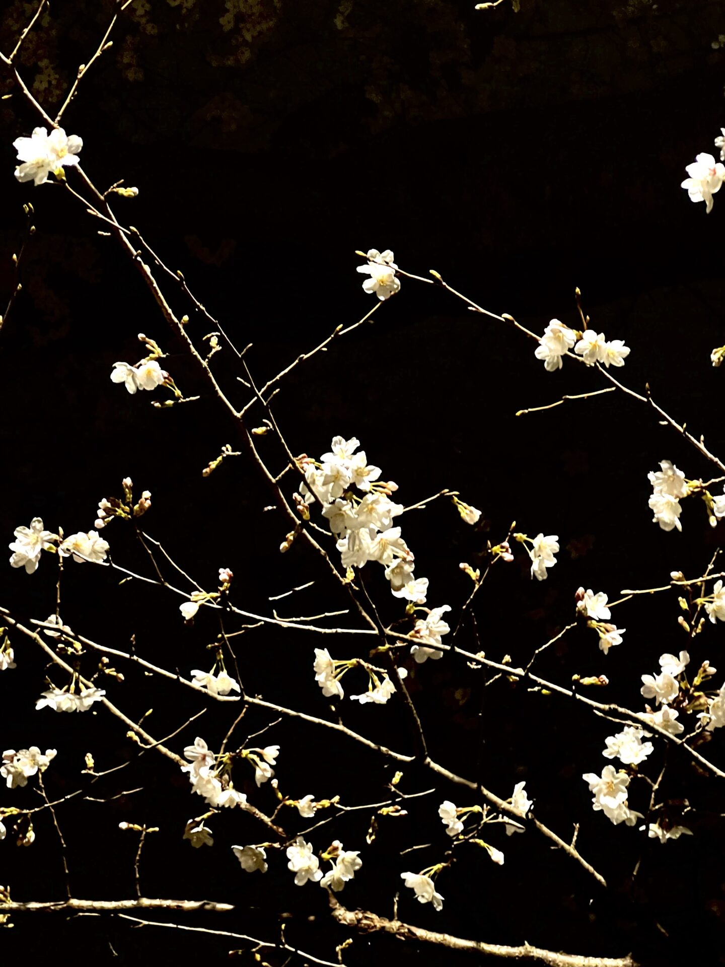 桜の季節になりましたね！ピンクカラーオーダー急増！