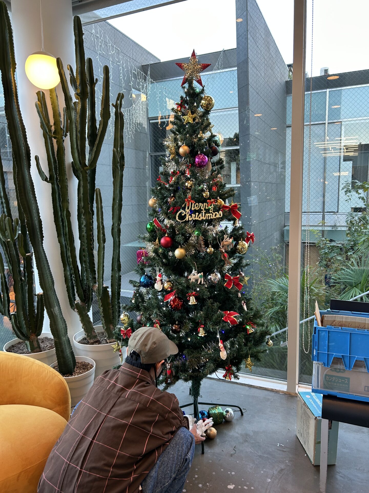 ツリーが出ました🎄