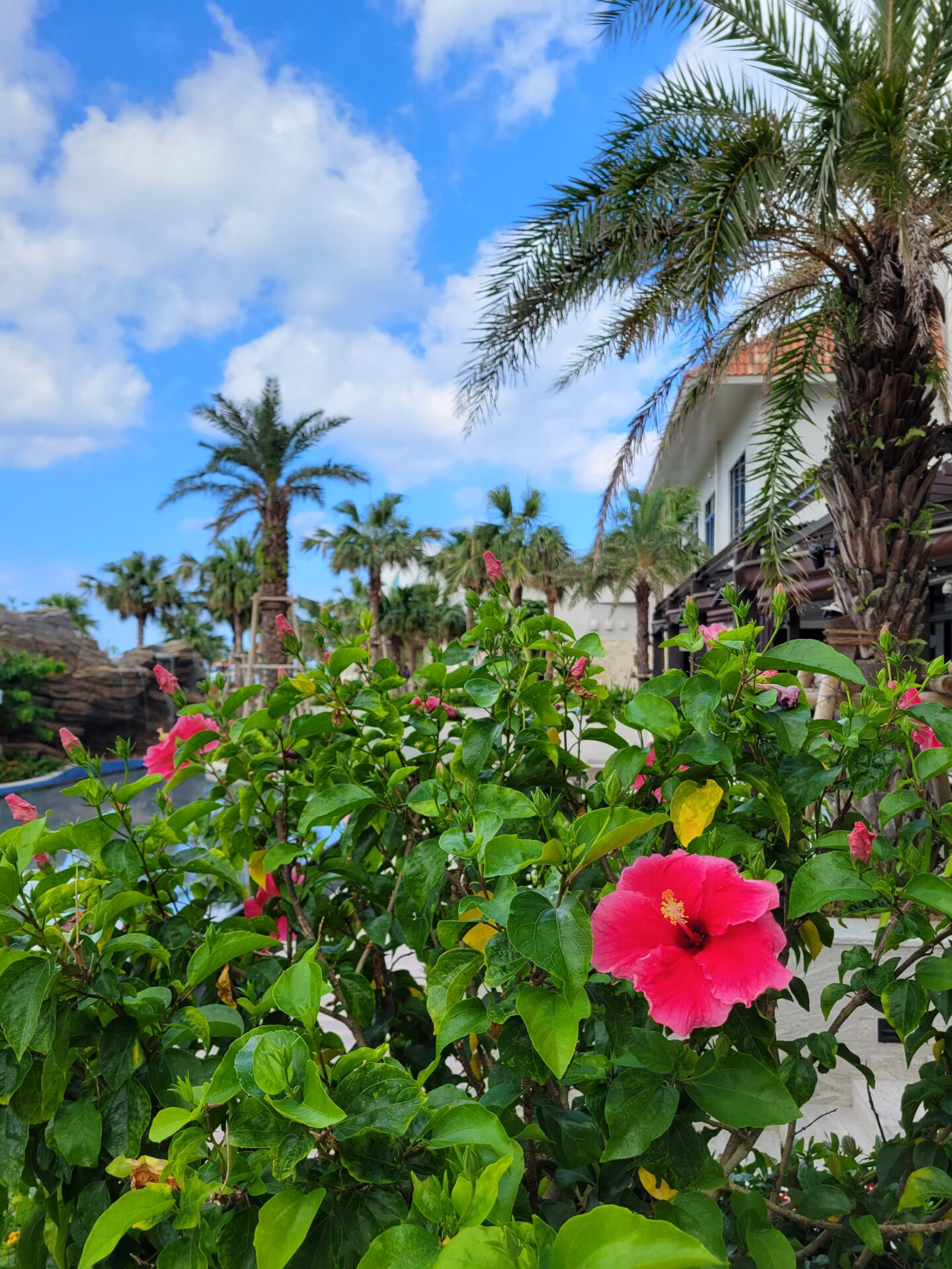 山岡紀子復帰のお知らせ