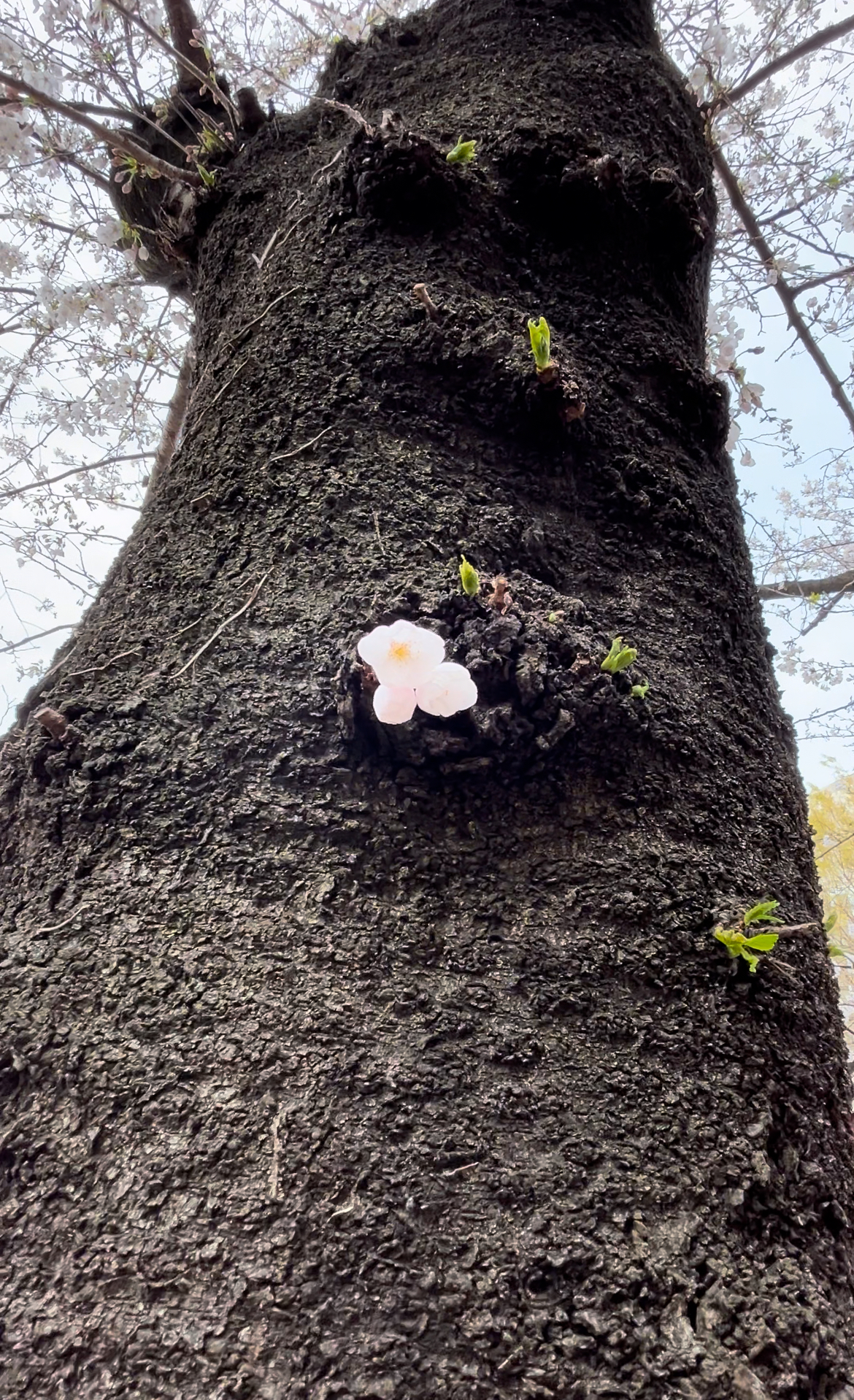 春、新たなるスタート