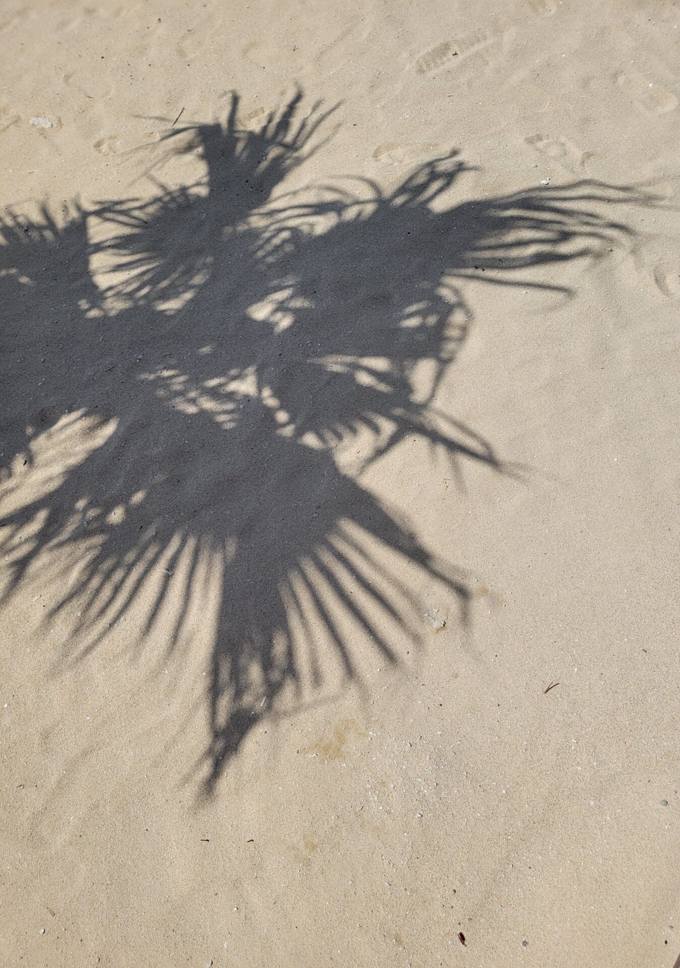 土橋・櫻田・山岡　赤坂店出勤に関して