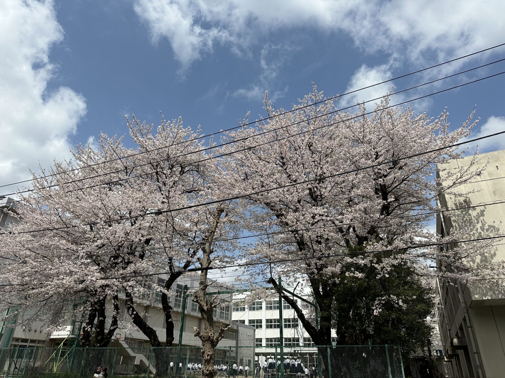 春は風が気持ち良い