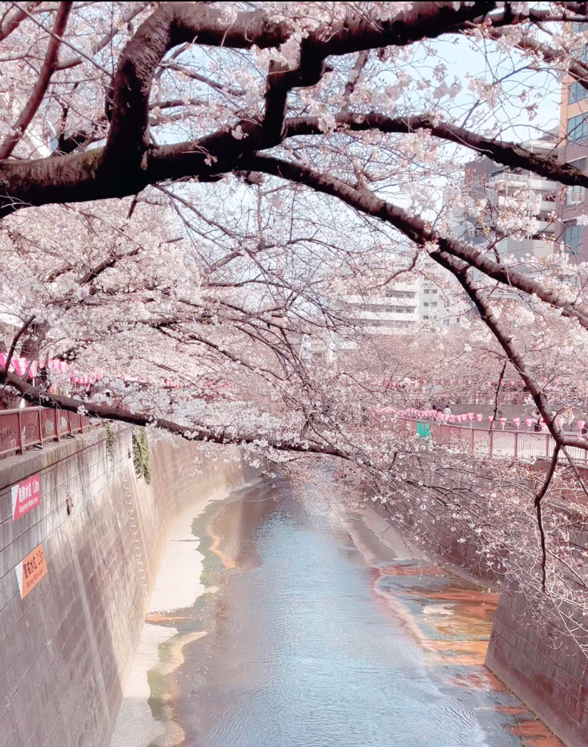 「世界中を美しく、ハッピースマイルに!」