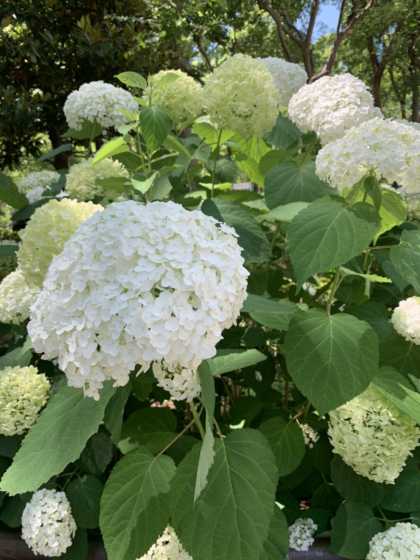 山岡紀子8月お休み日程