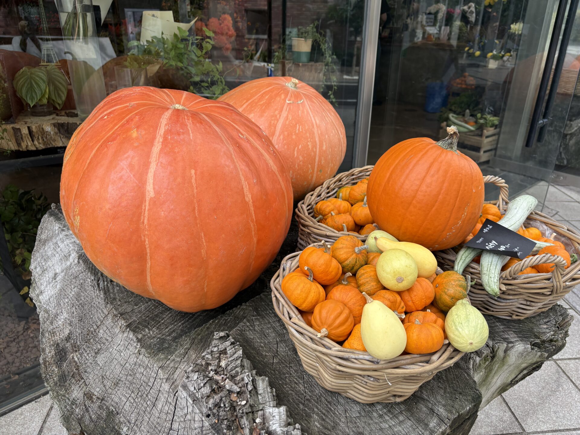山岡紀子スケジュール