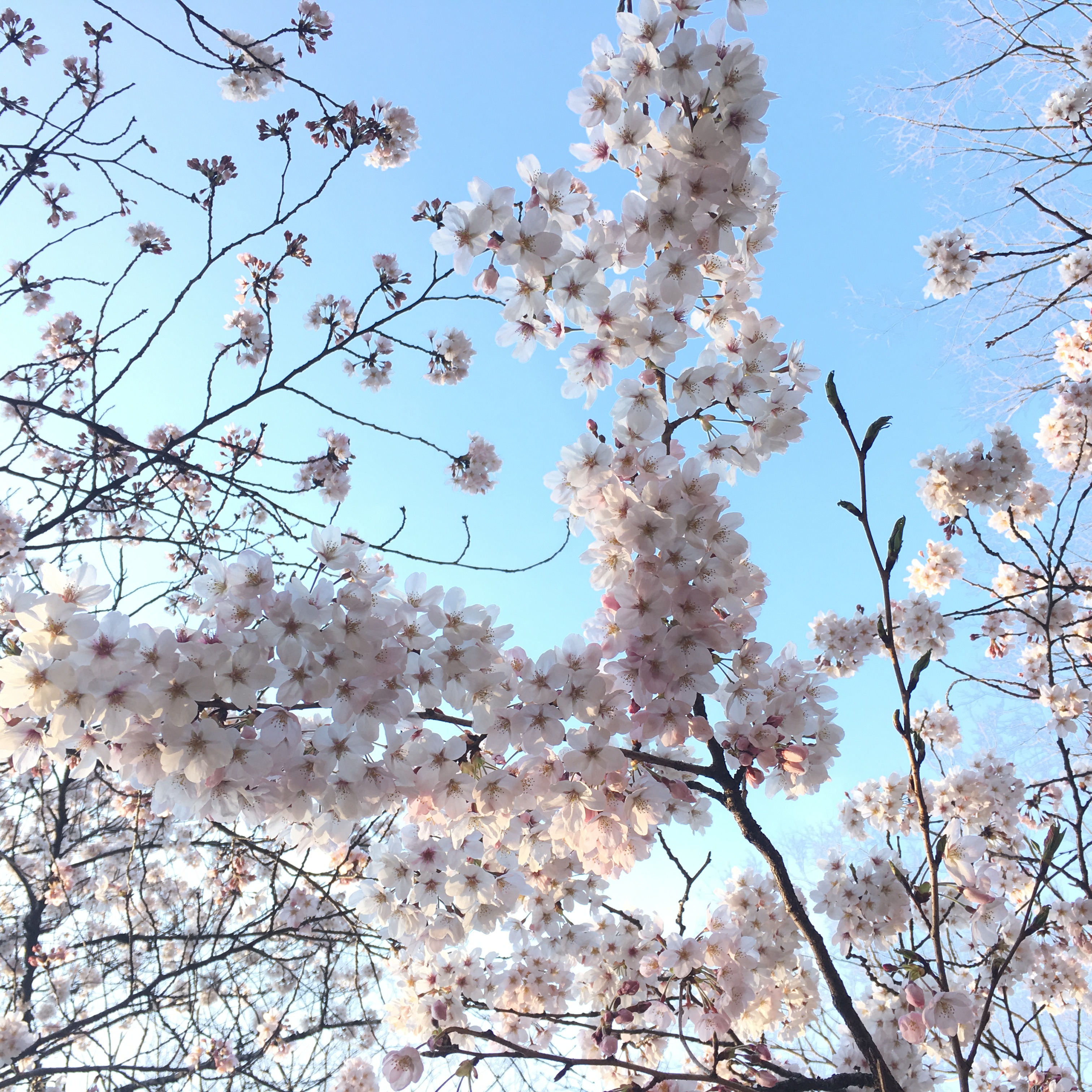 代々木公園でお花見！