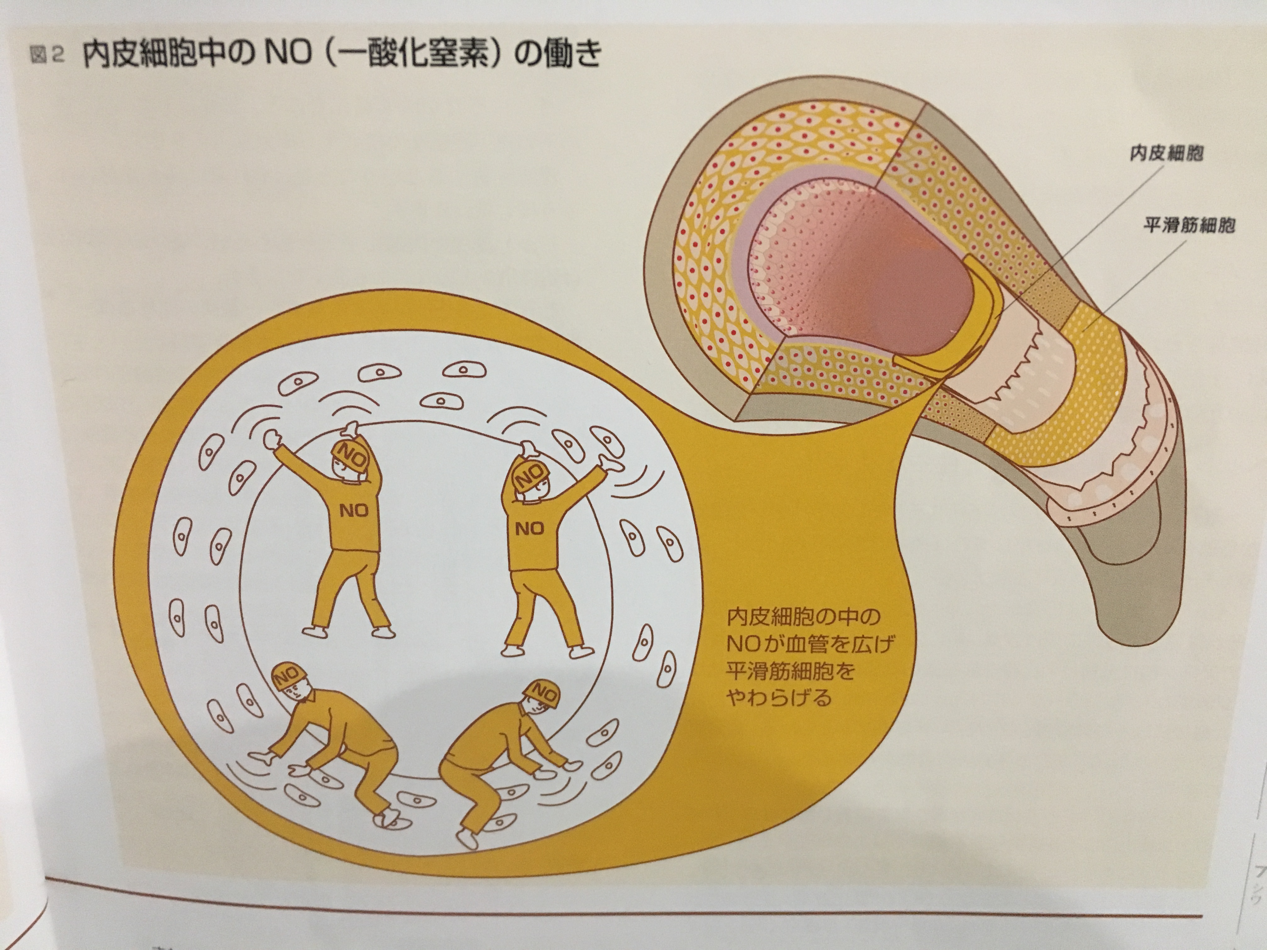 薄毛になる原因