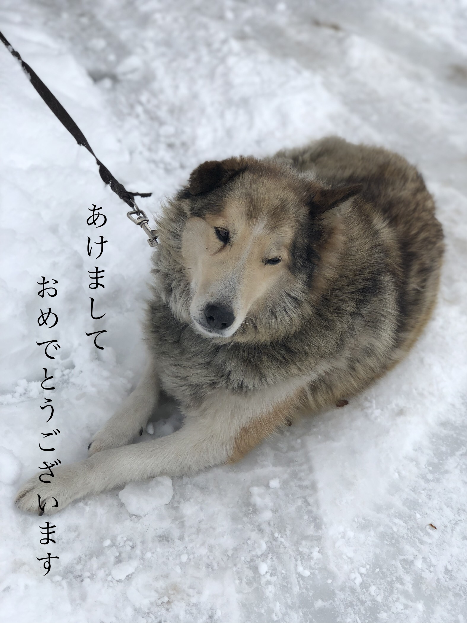 これが山形のインスタ映えするお正月！！