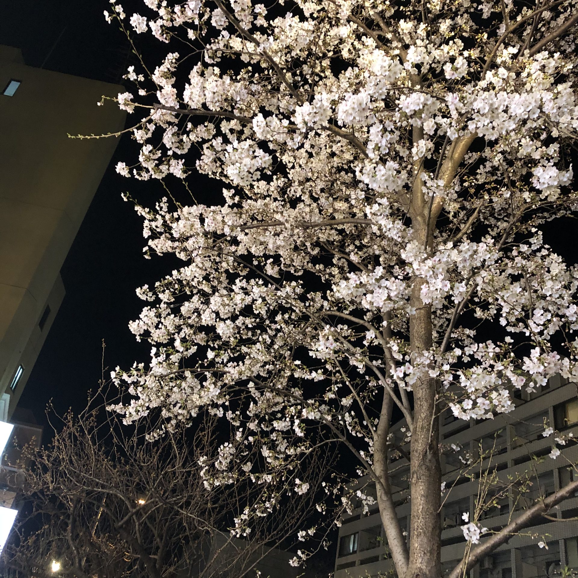 4月に入って🌸