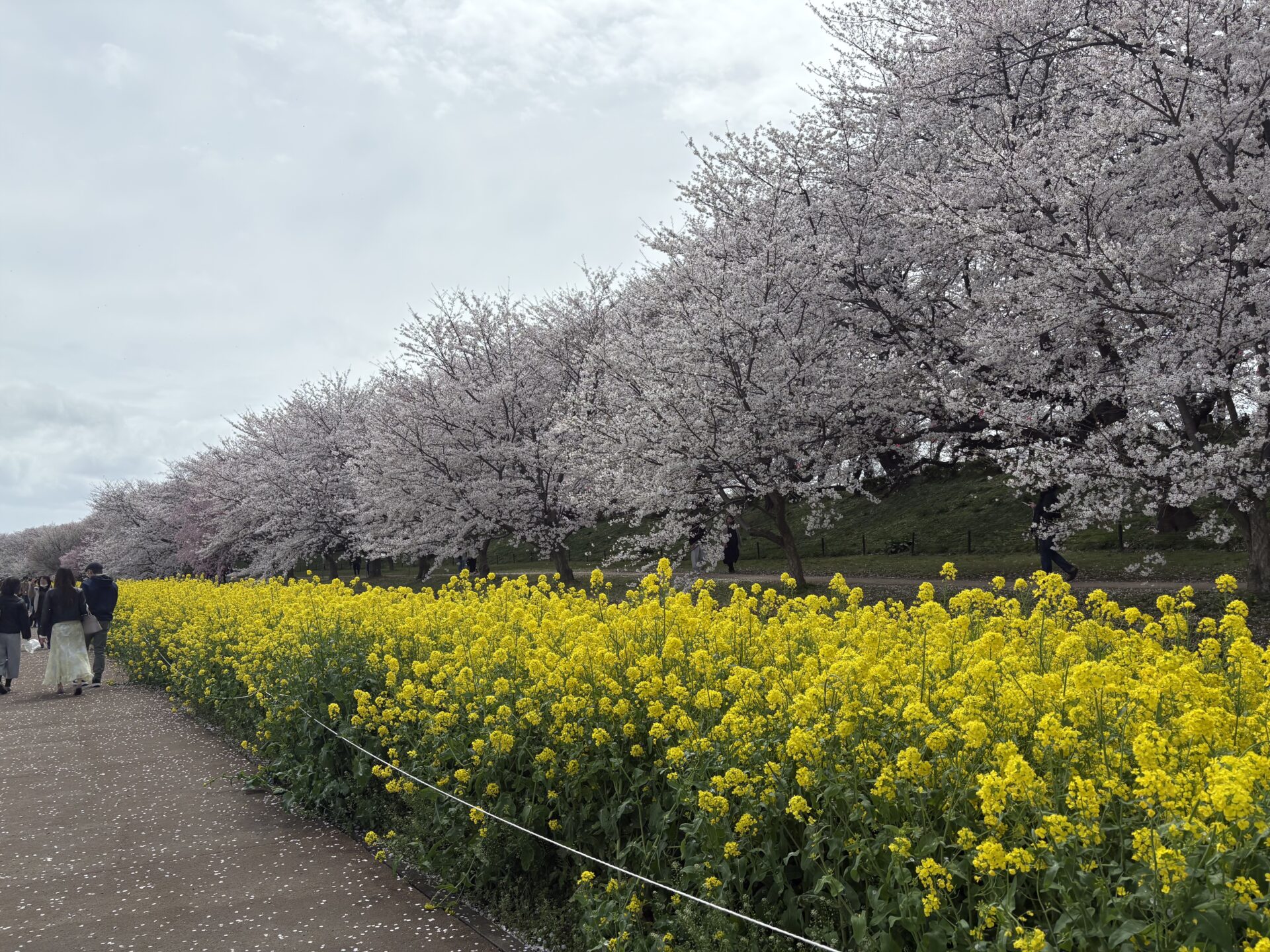 春を感じるお花見⭐︎